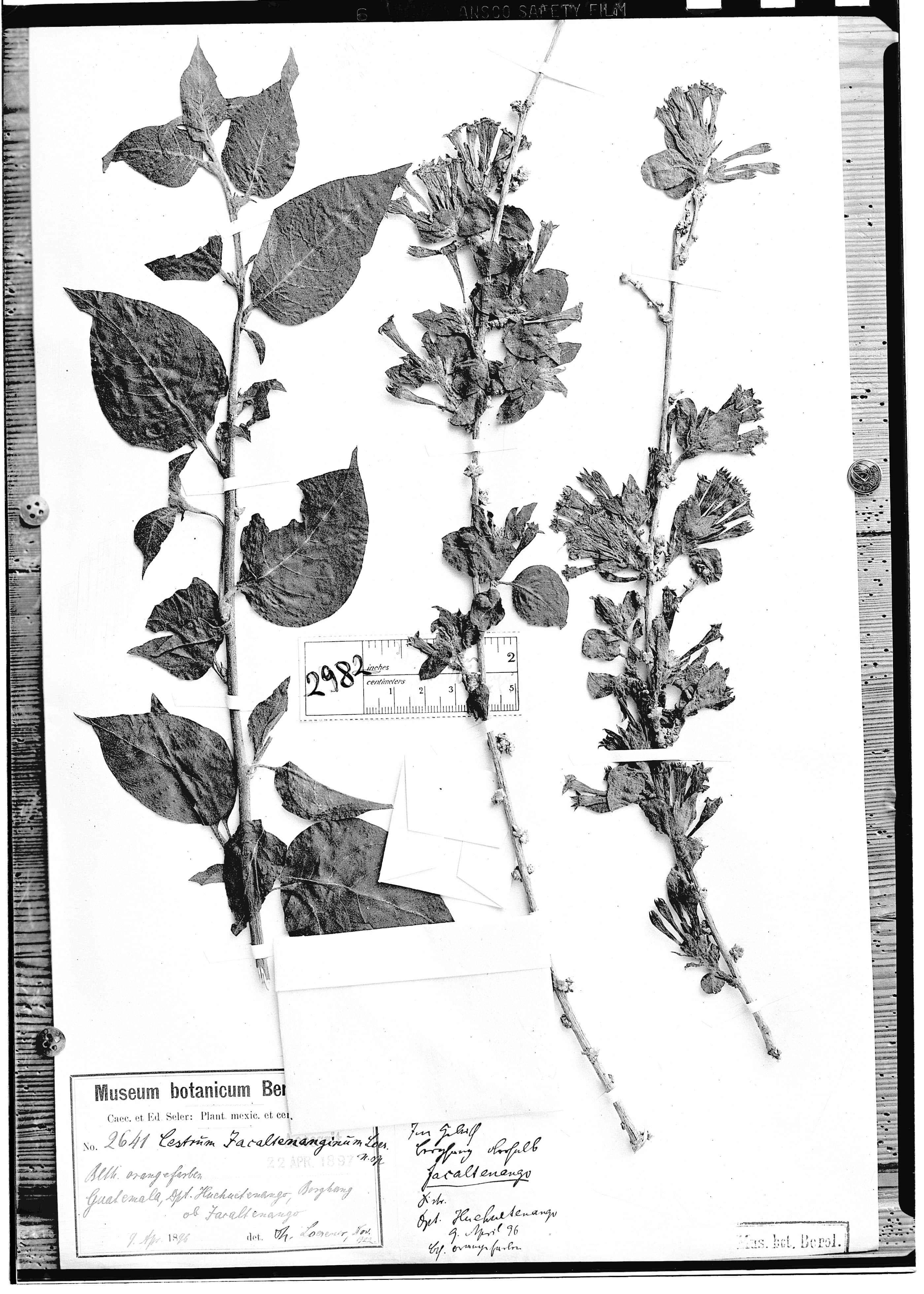 Cestrum jacaltenanginum