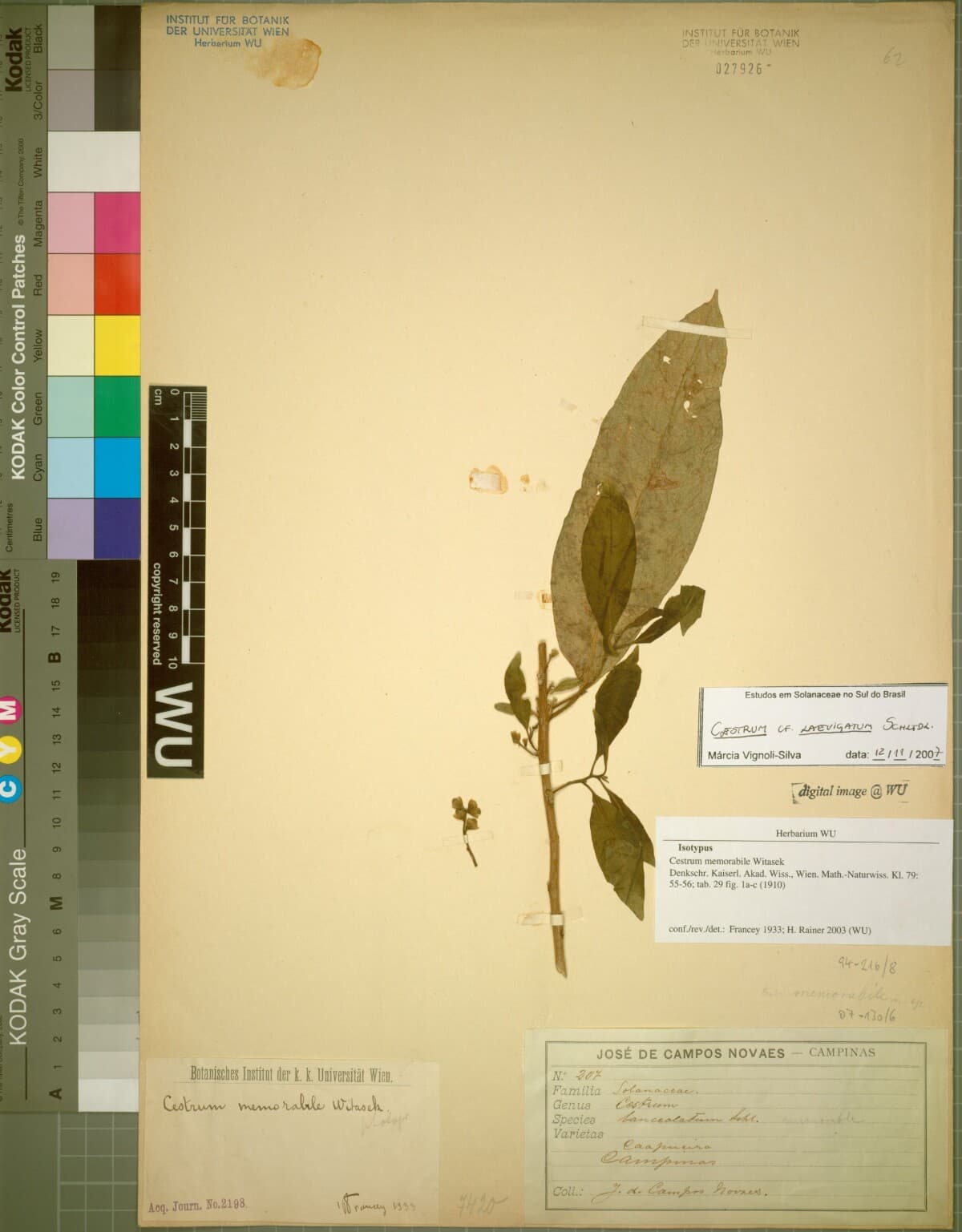 Cestrum memorabile