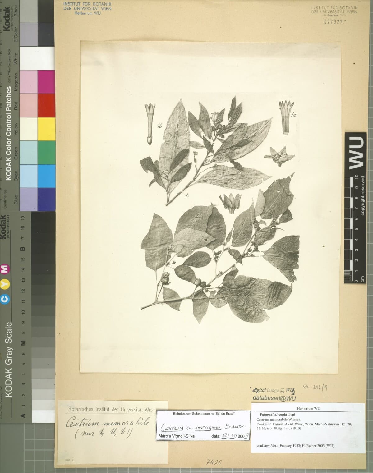 Cestrum memorabile