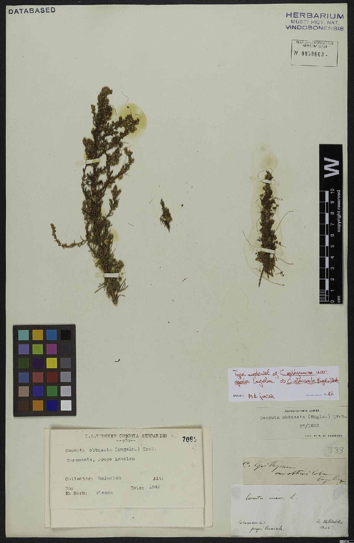 Cuscuta obtusata