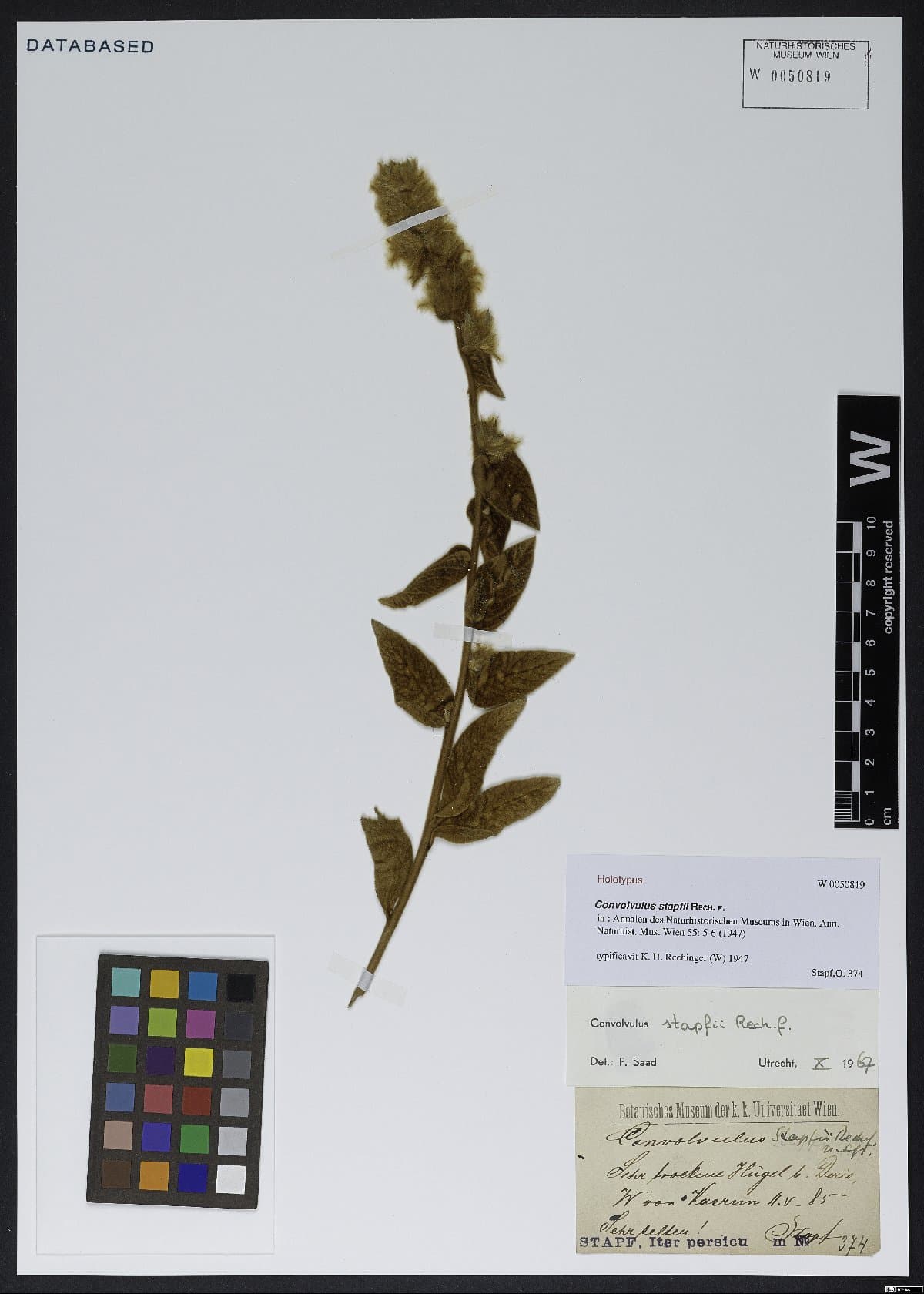 Convolvulus stapfii