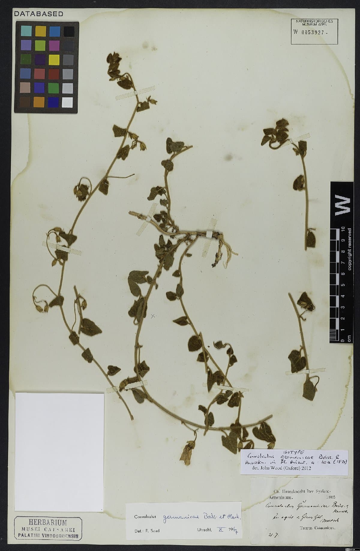 Convolvulus germaniciae