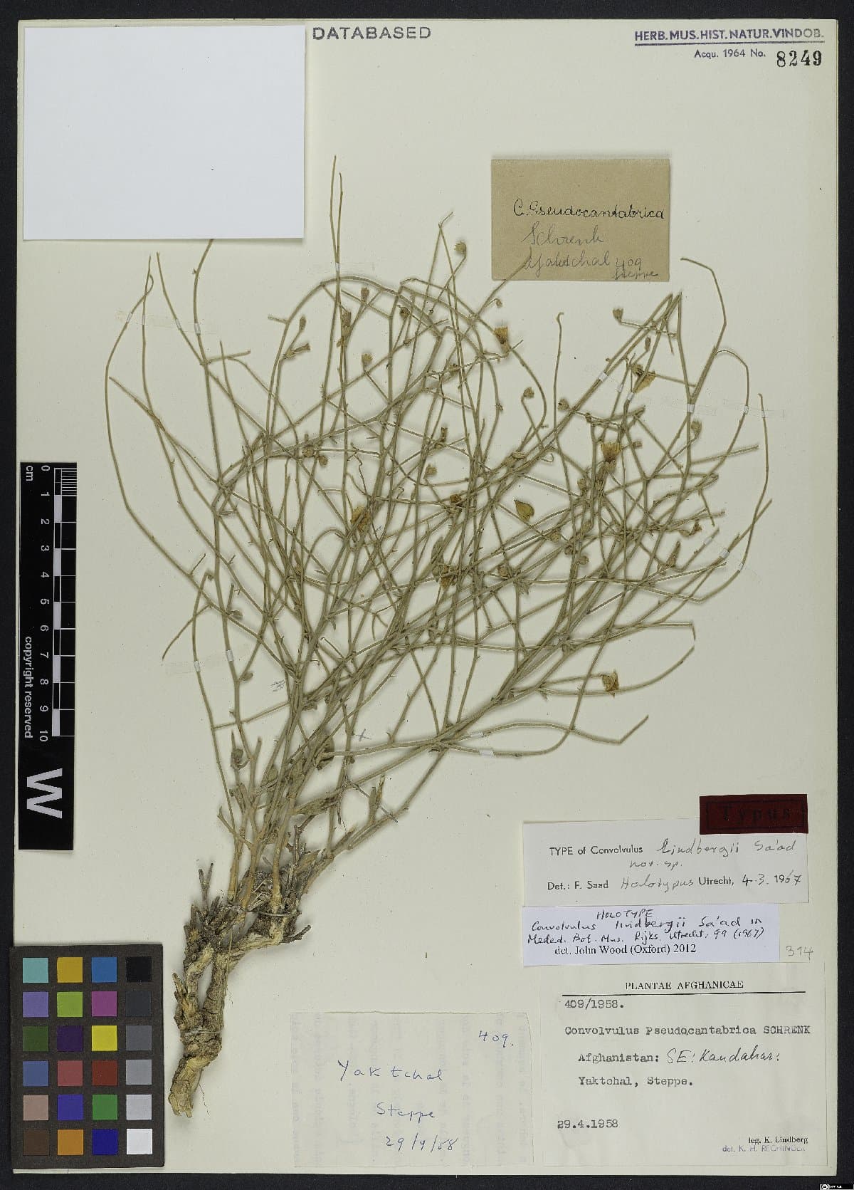 Convolvulus lindbergii