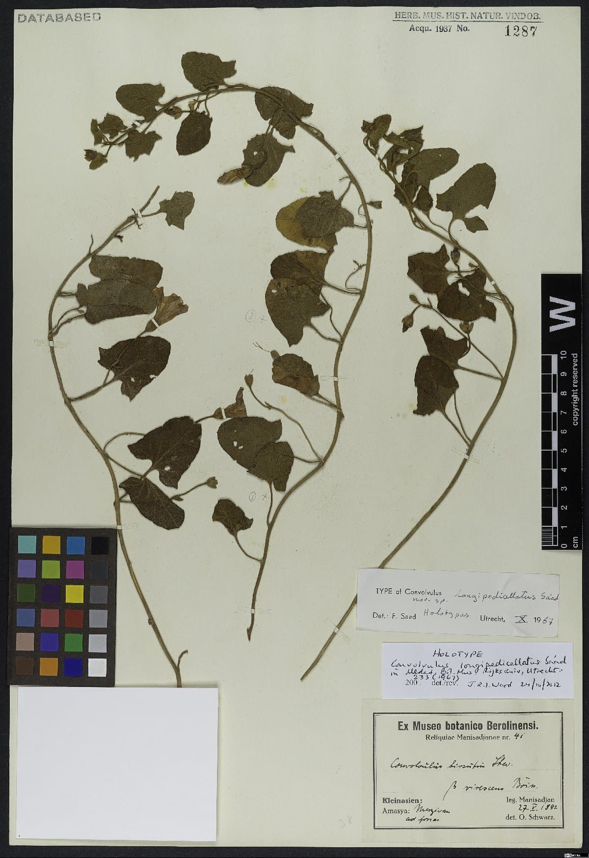 Convolvulus longipedicellatus
