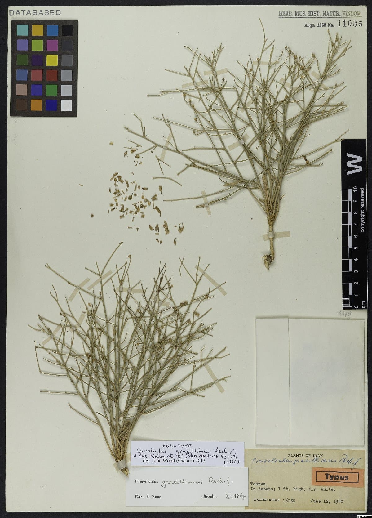 Convolvulus gracillimus