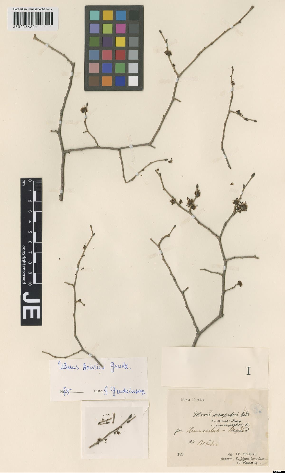 Ulmus boissieri