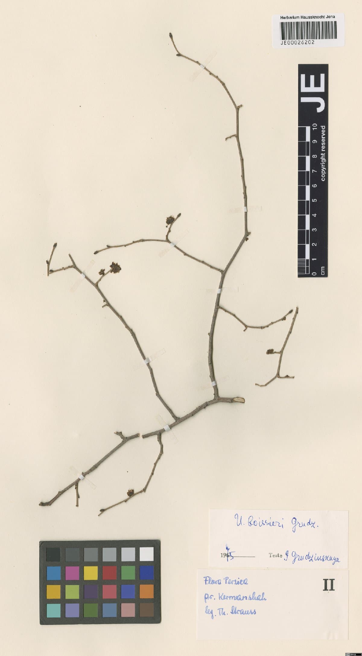 Ulmus boissieri