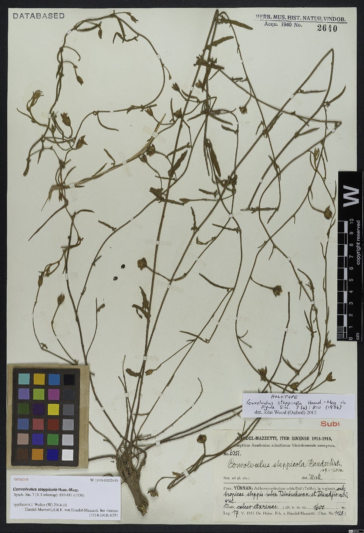Convolvulus steppicola