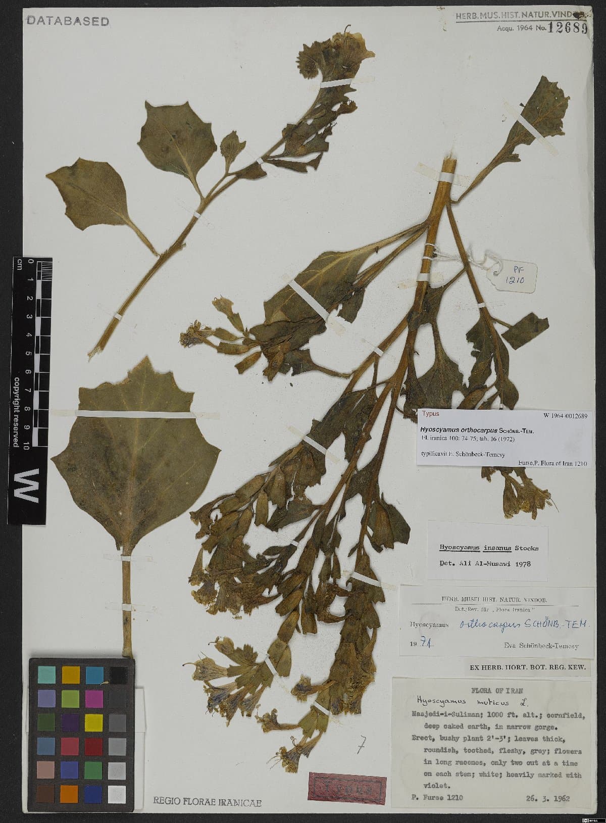Hyoscyamus orthocarpus