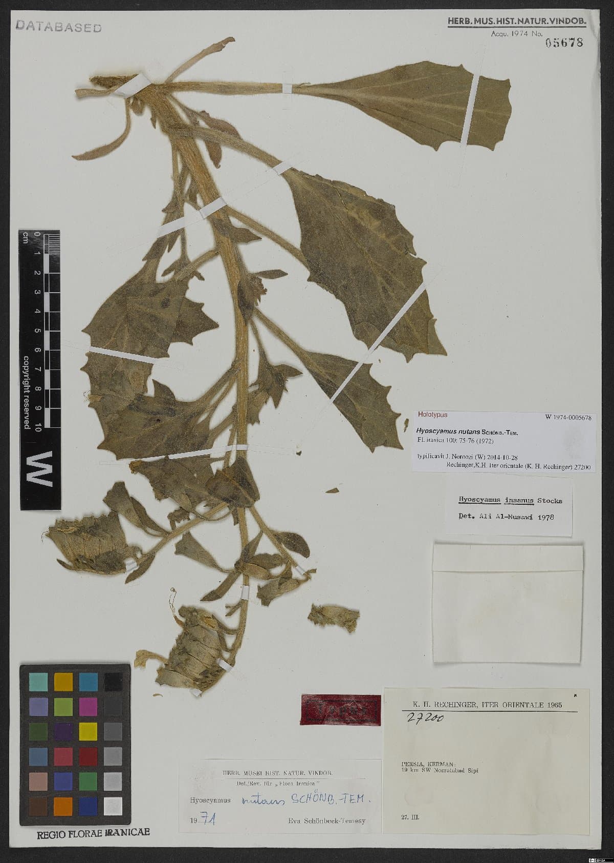 Hyoscyamus nutans