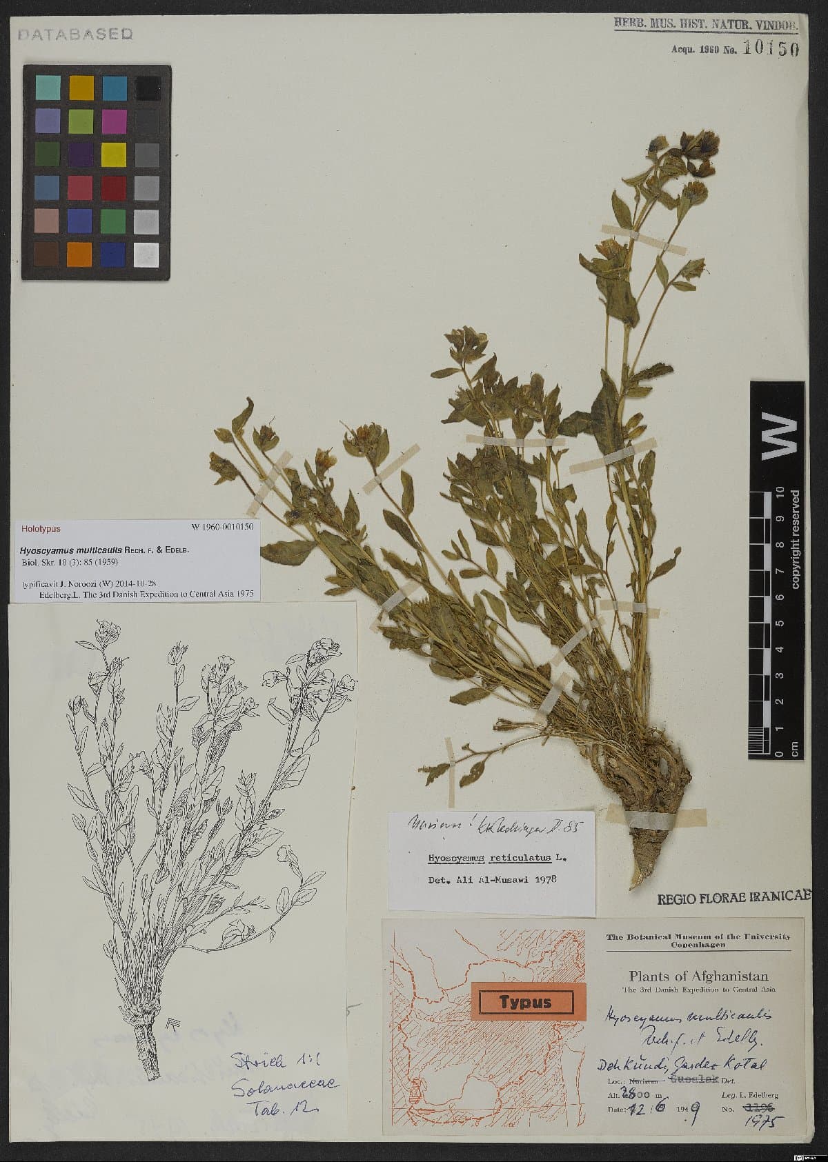 Hyoscyamus multicaulis
