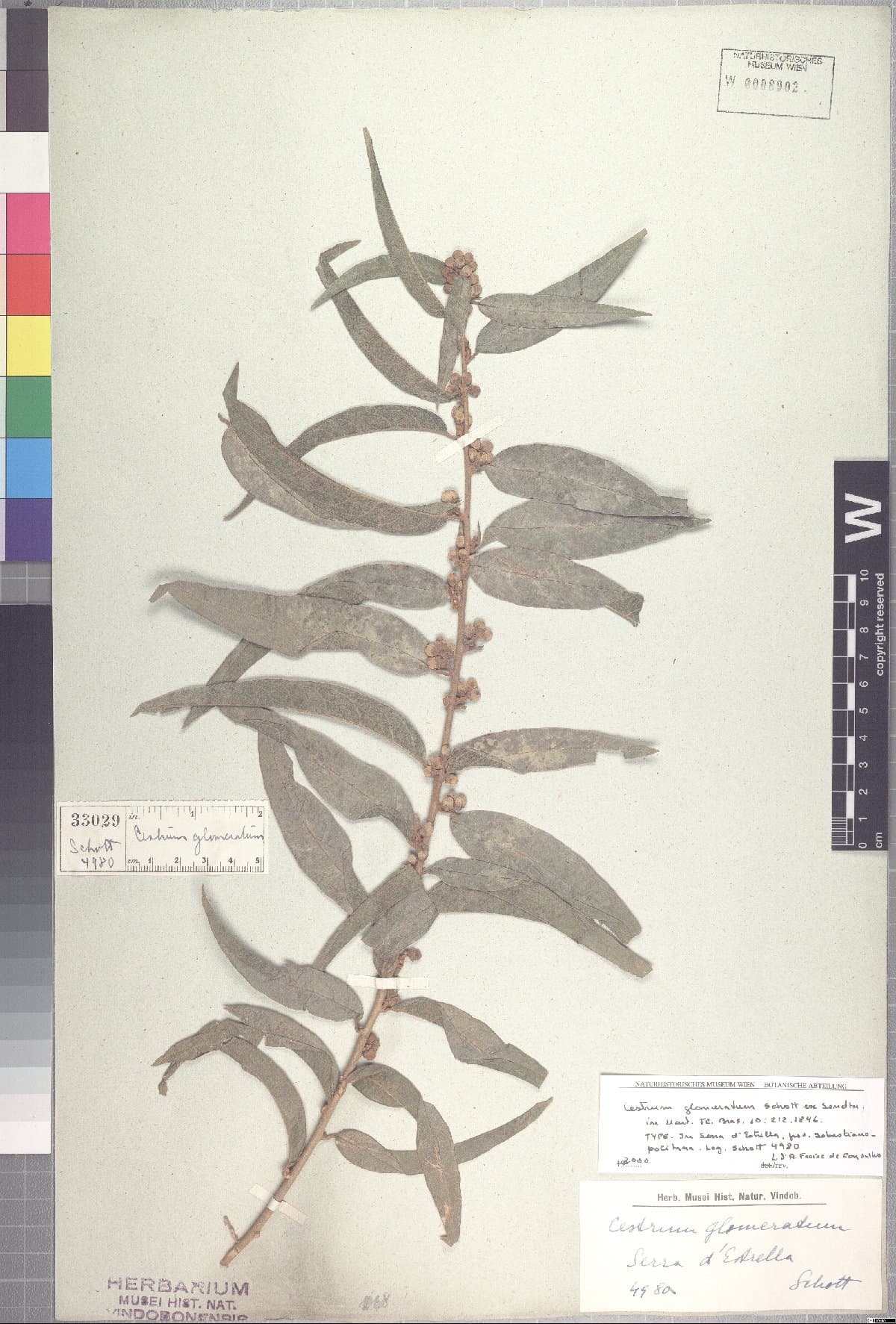 Cestrum glomeratum