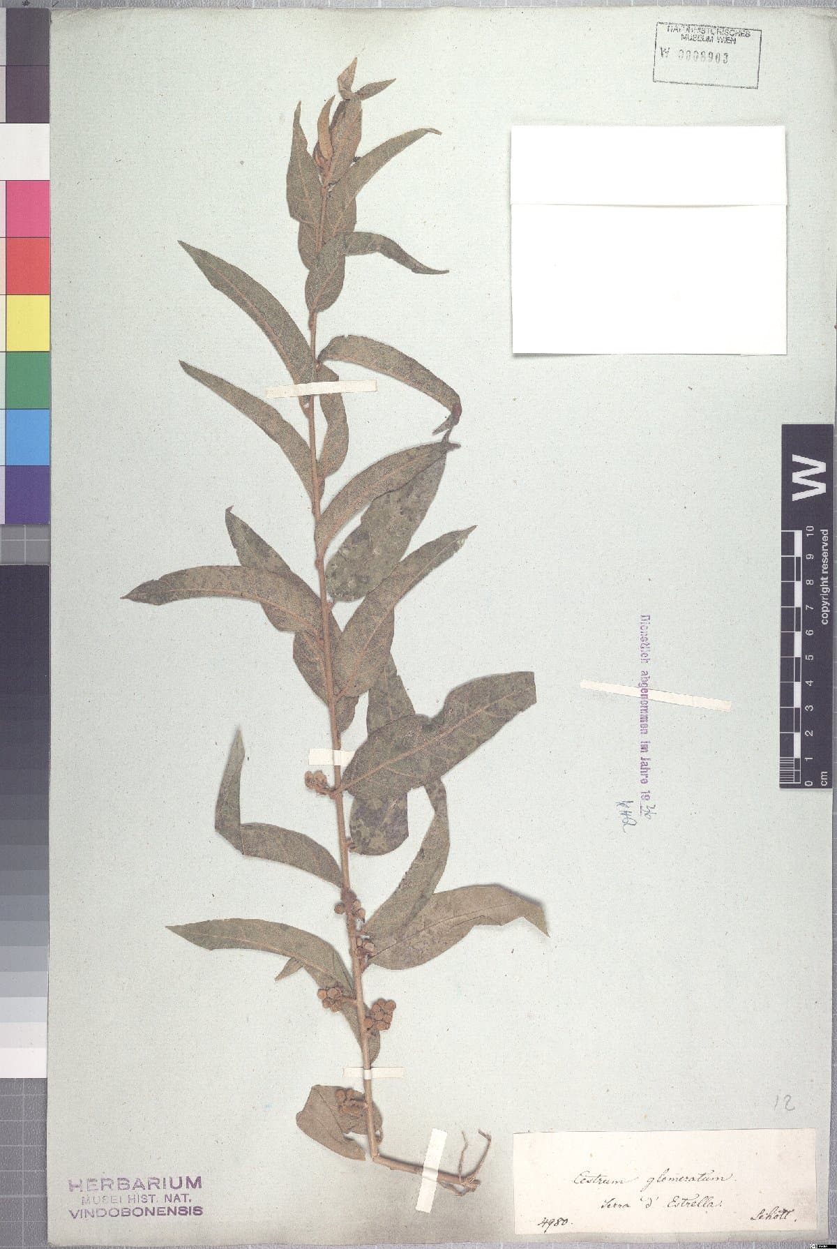 Cestrum glomeratum
