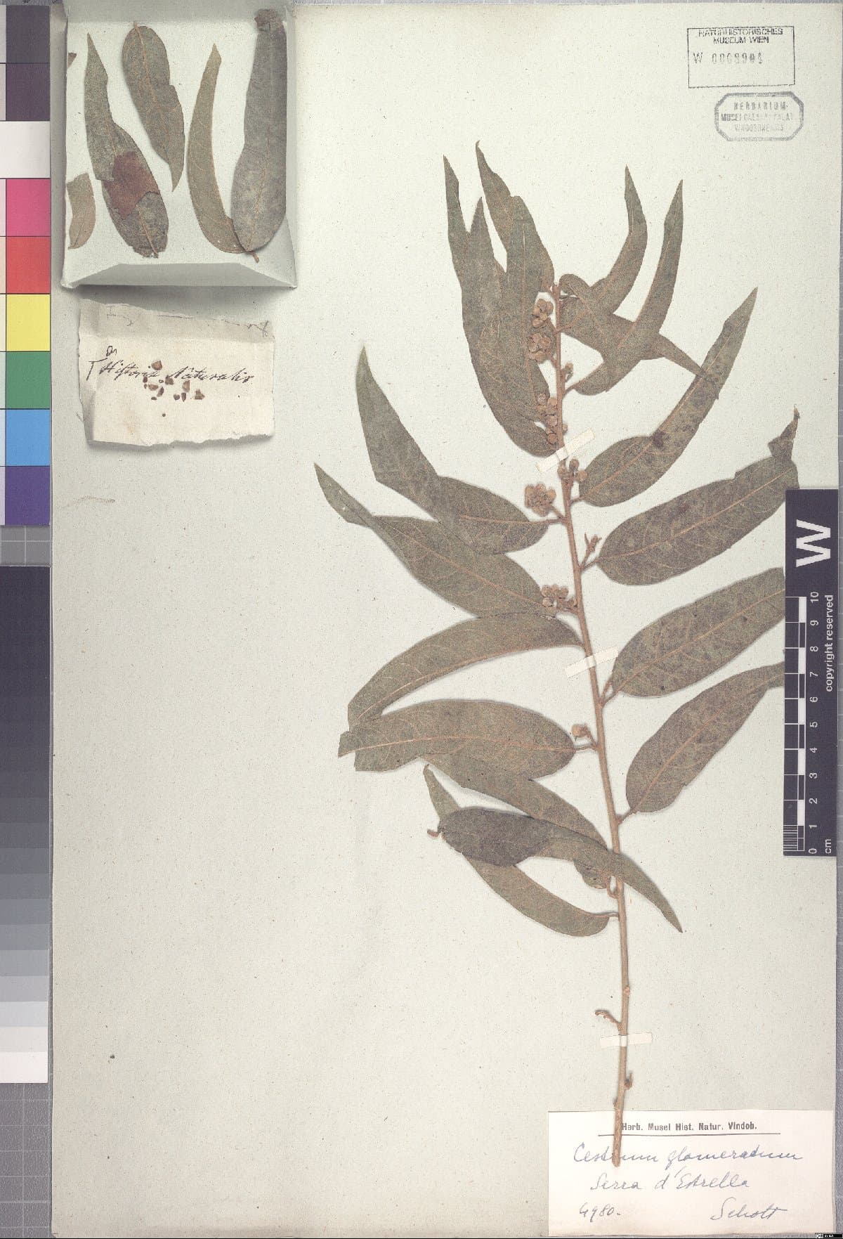 Cestrum glomeratum