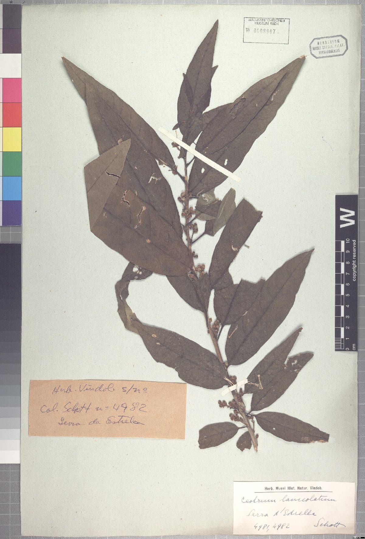 Cestrum lanceolatum