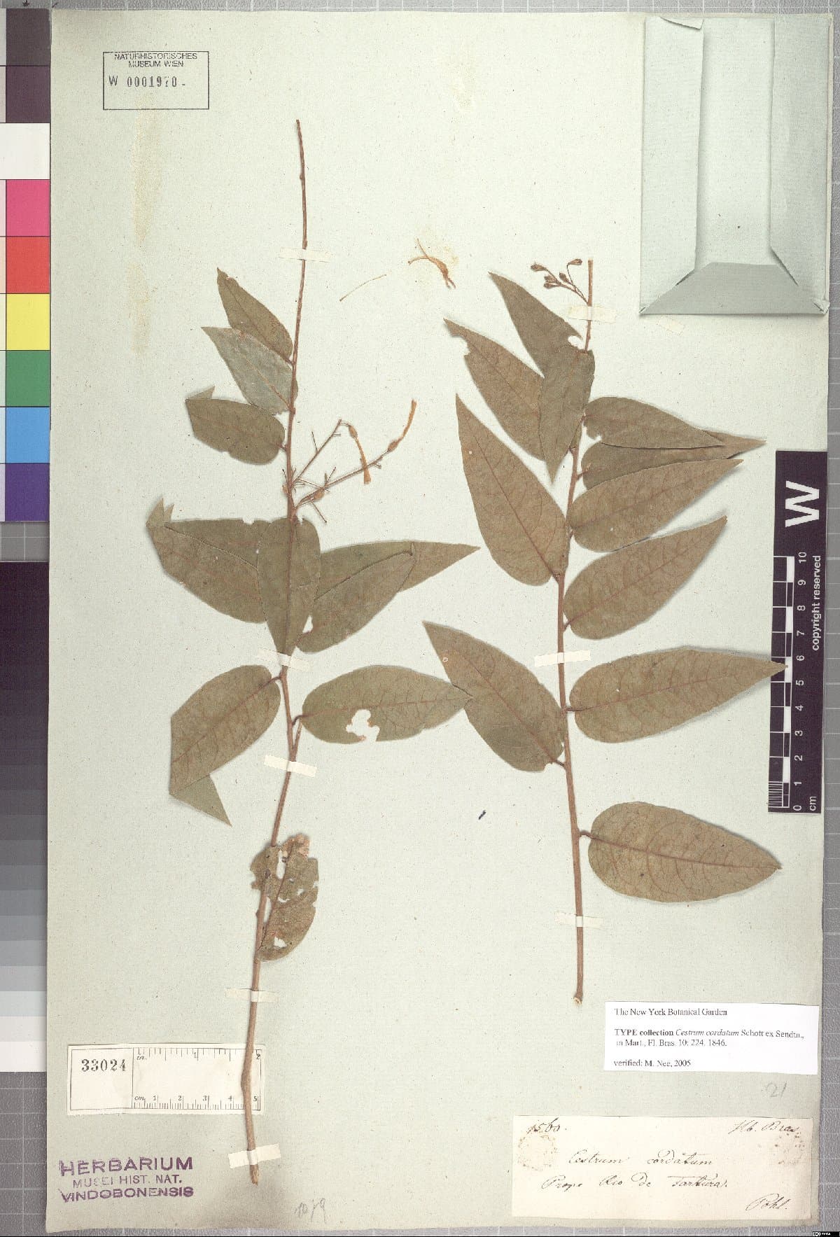 Cestrum cordatum