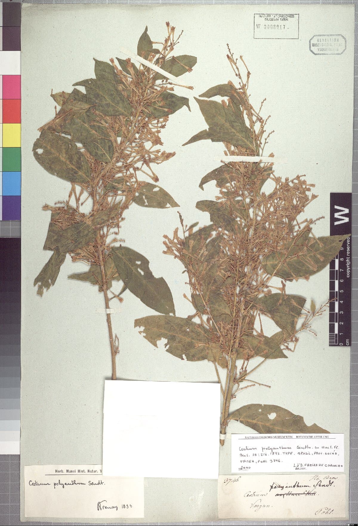 Cestrum polyanthum