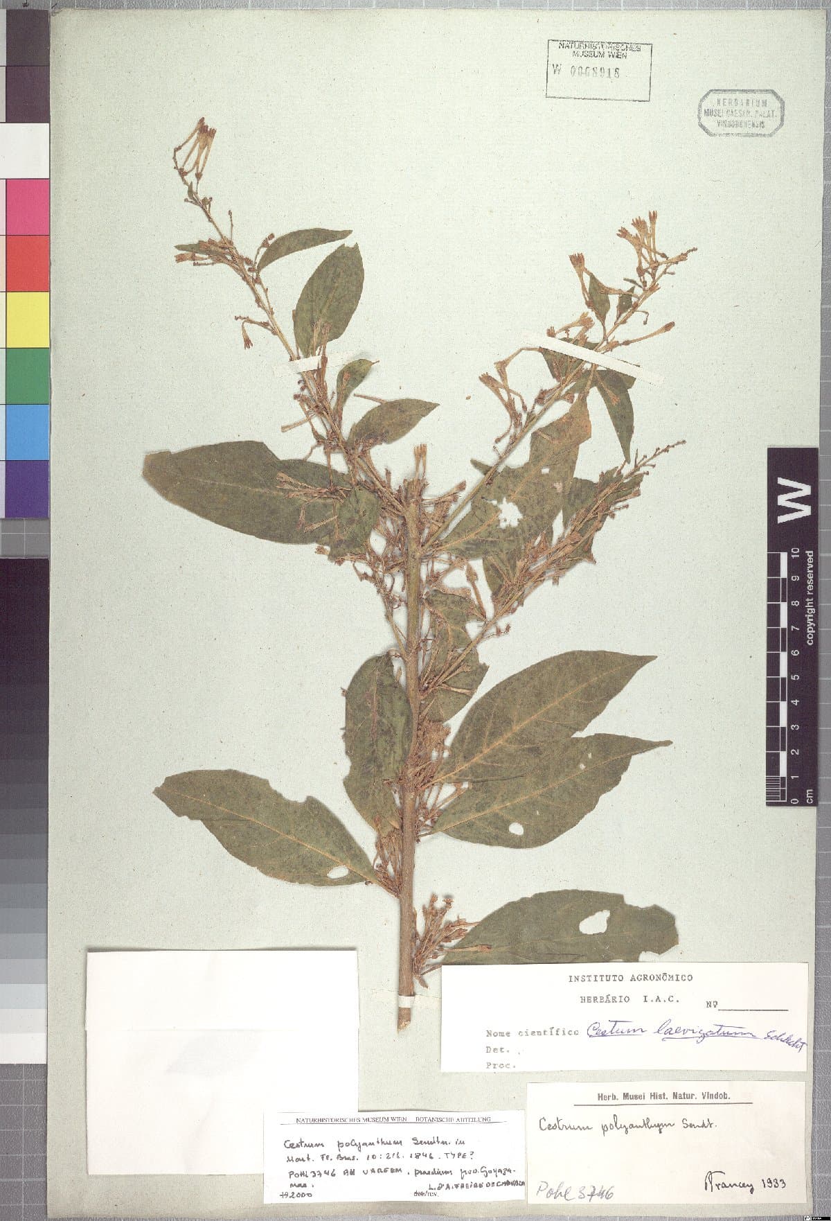 Cestrum polyanthum