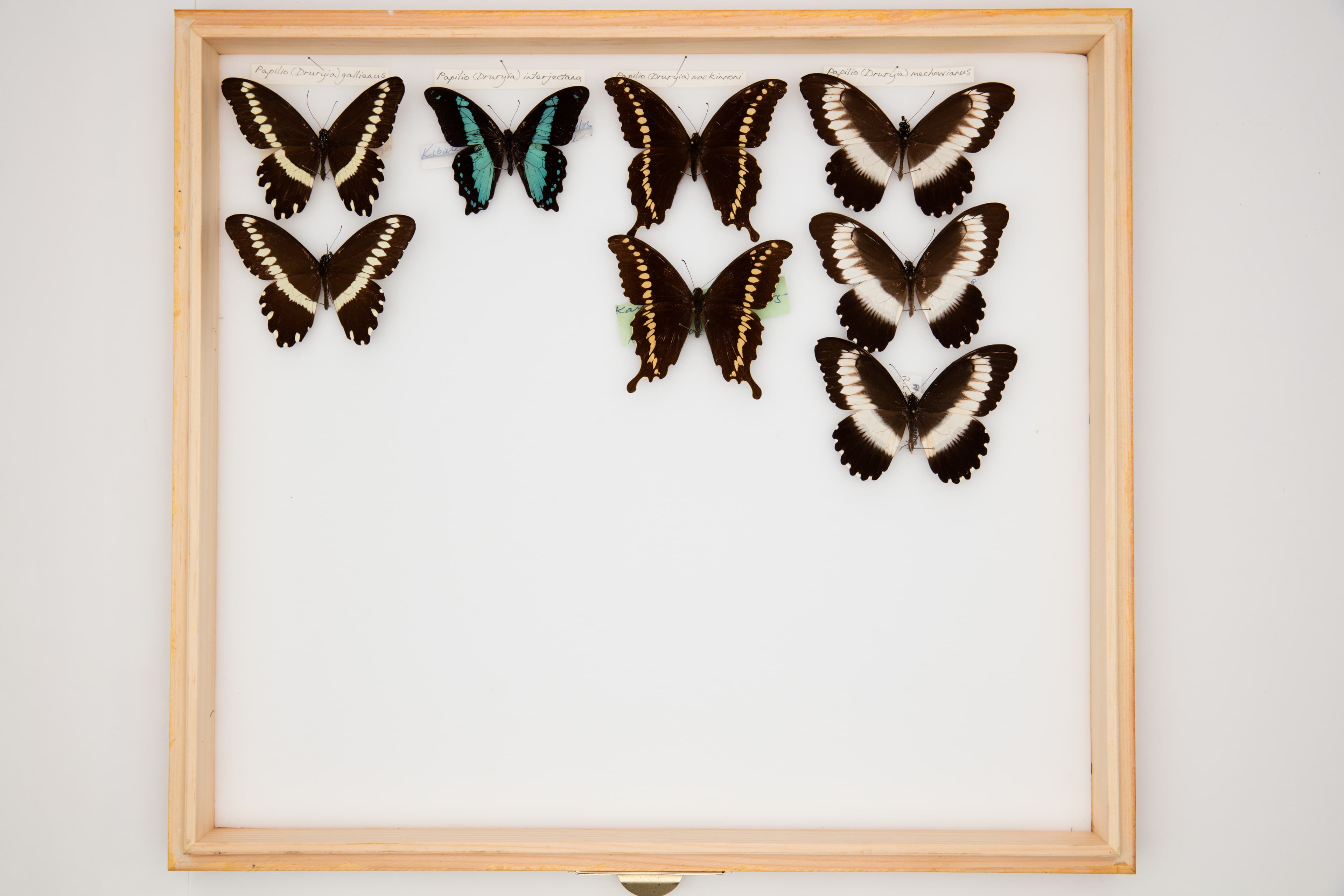 Van Someren’s Green-banded Swallowtail (Not a medicinal plant)