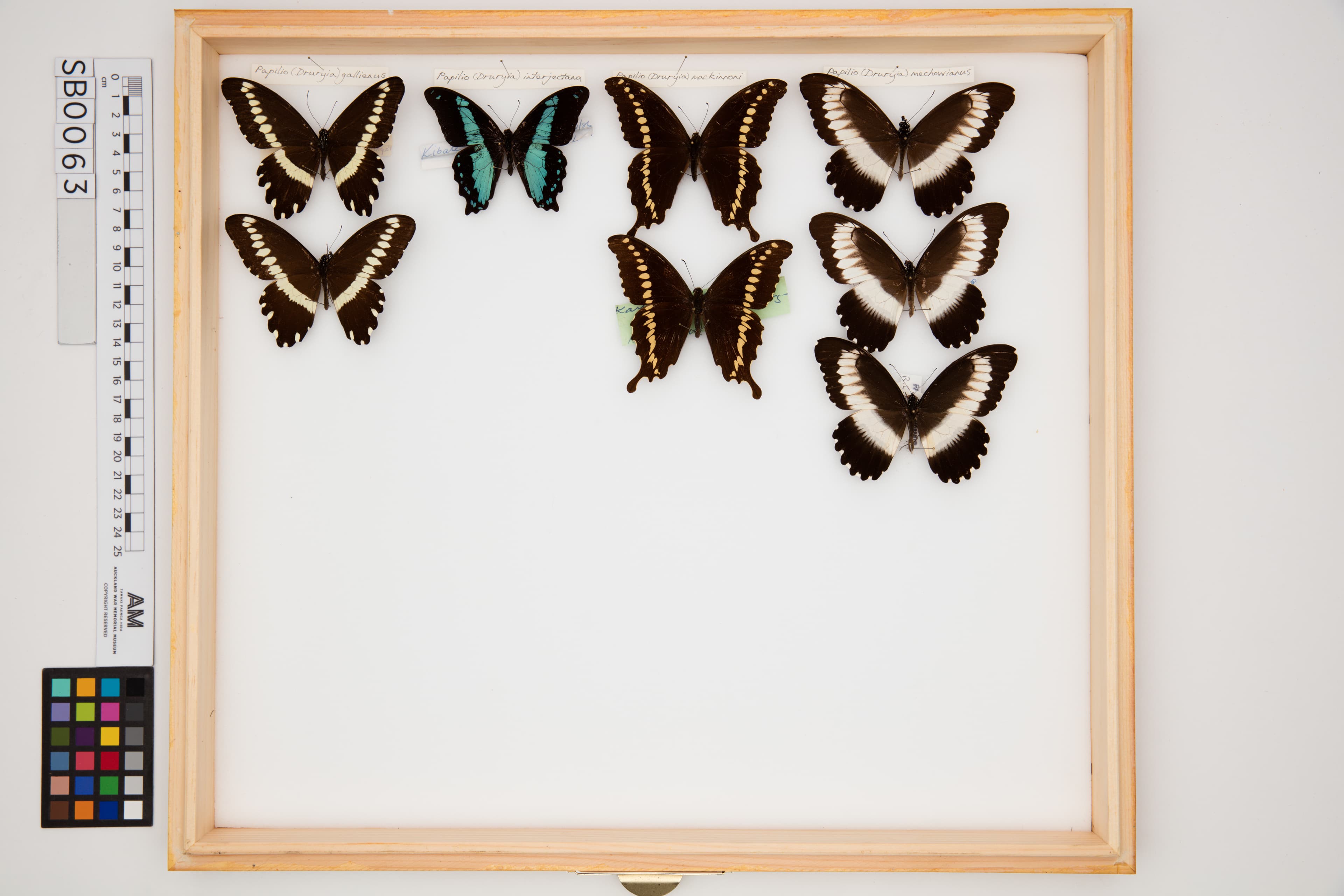 Van Someren’s Green-banded Swallowtail