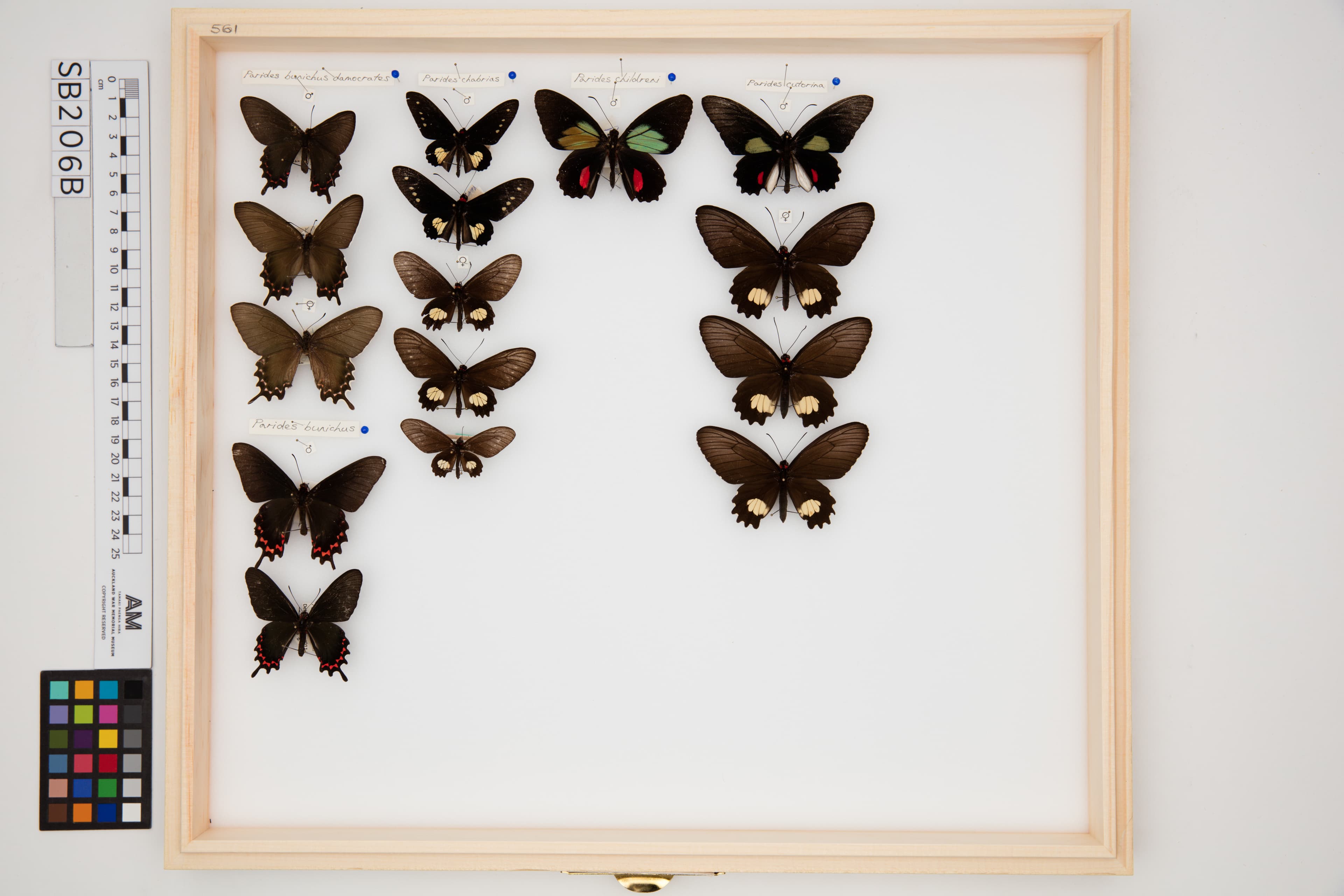 Parides cutorina