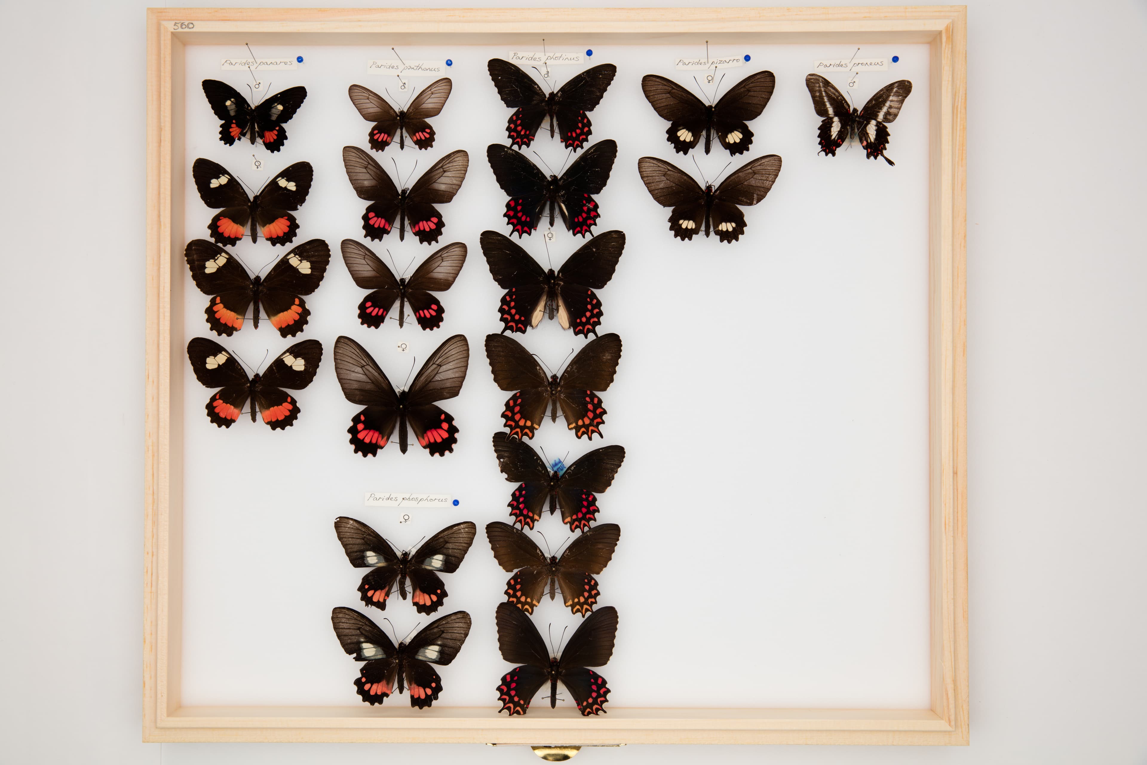 Parides pizarro