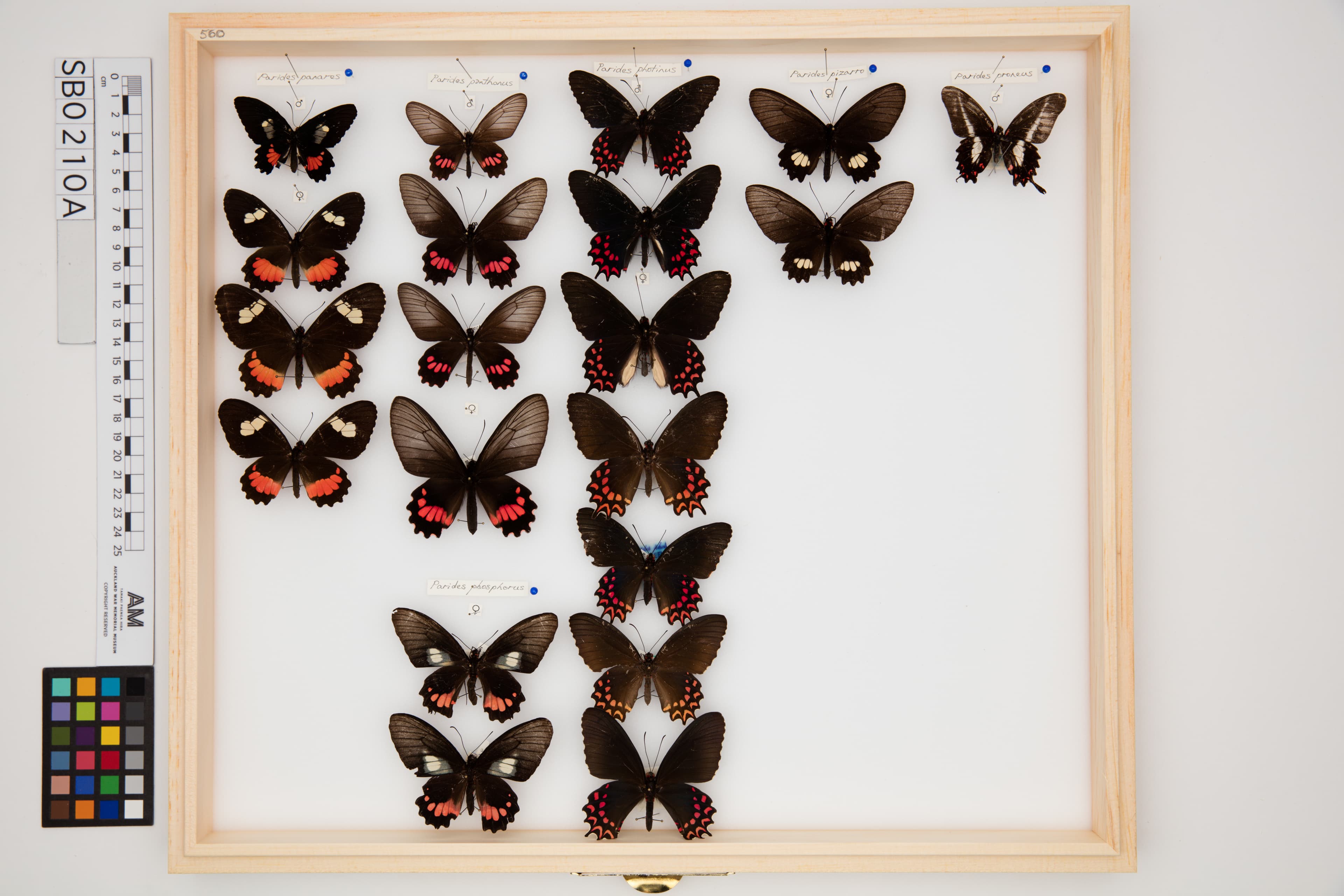 Parides pizarro