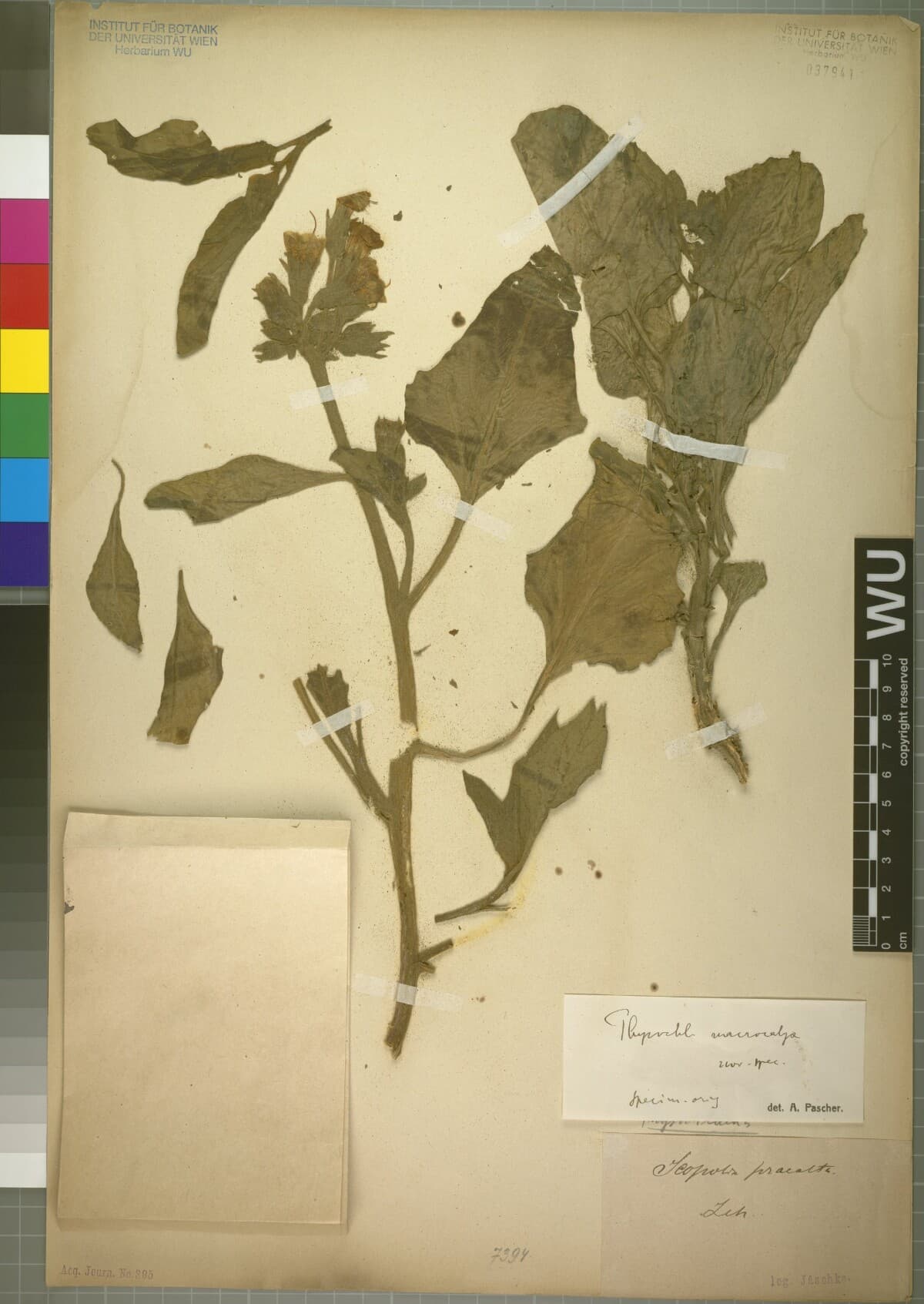 Physochlaina macrocalyx