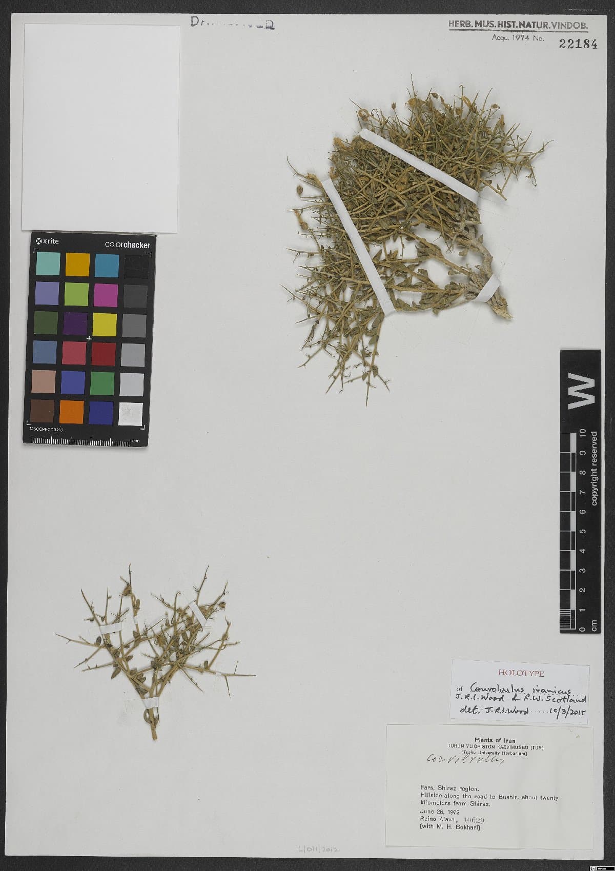 Convolvulus iranicus