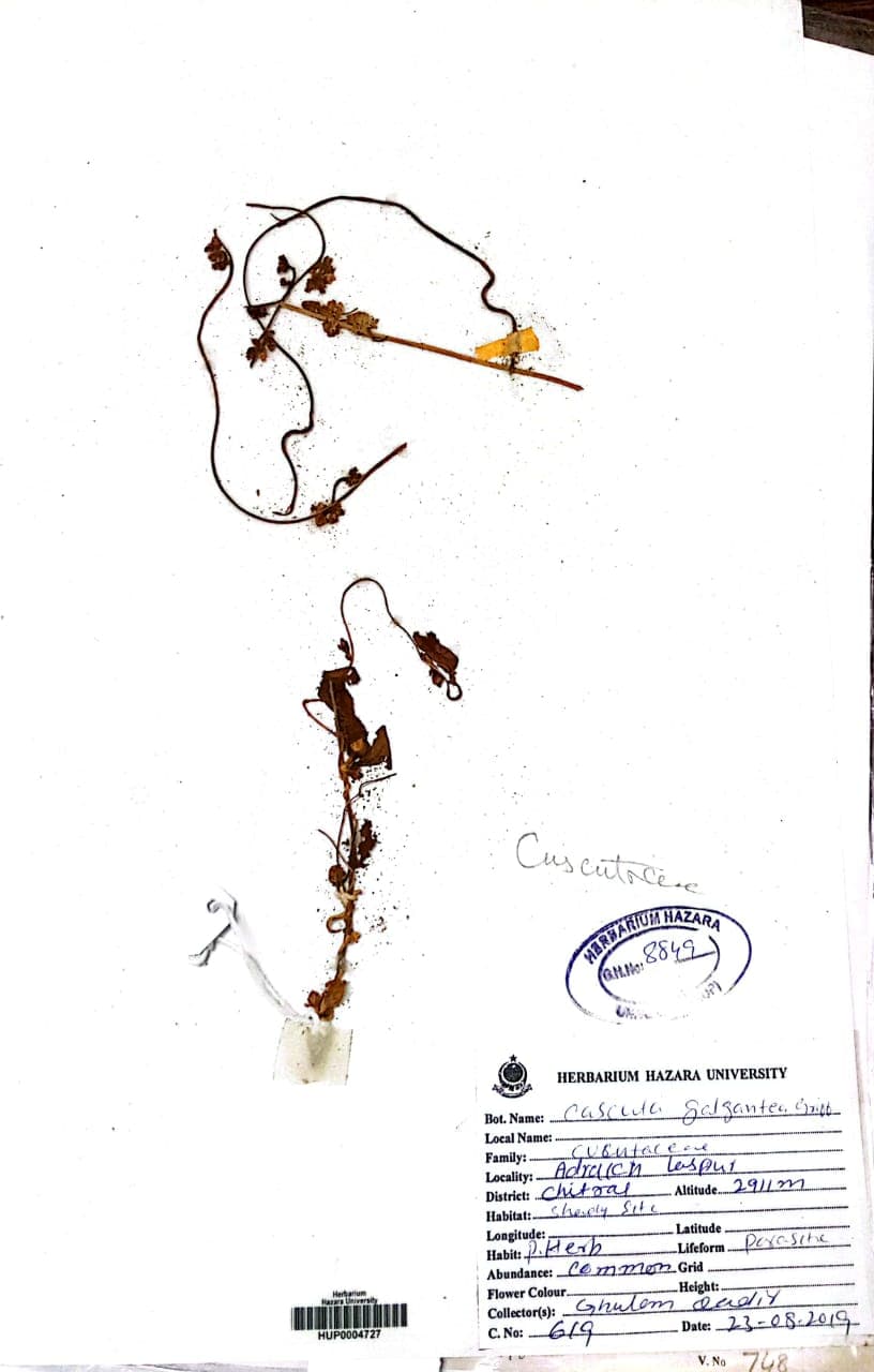 Cuscuta gigantea