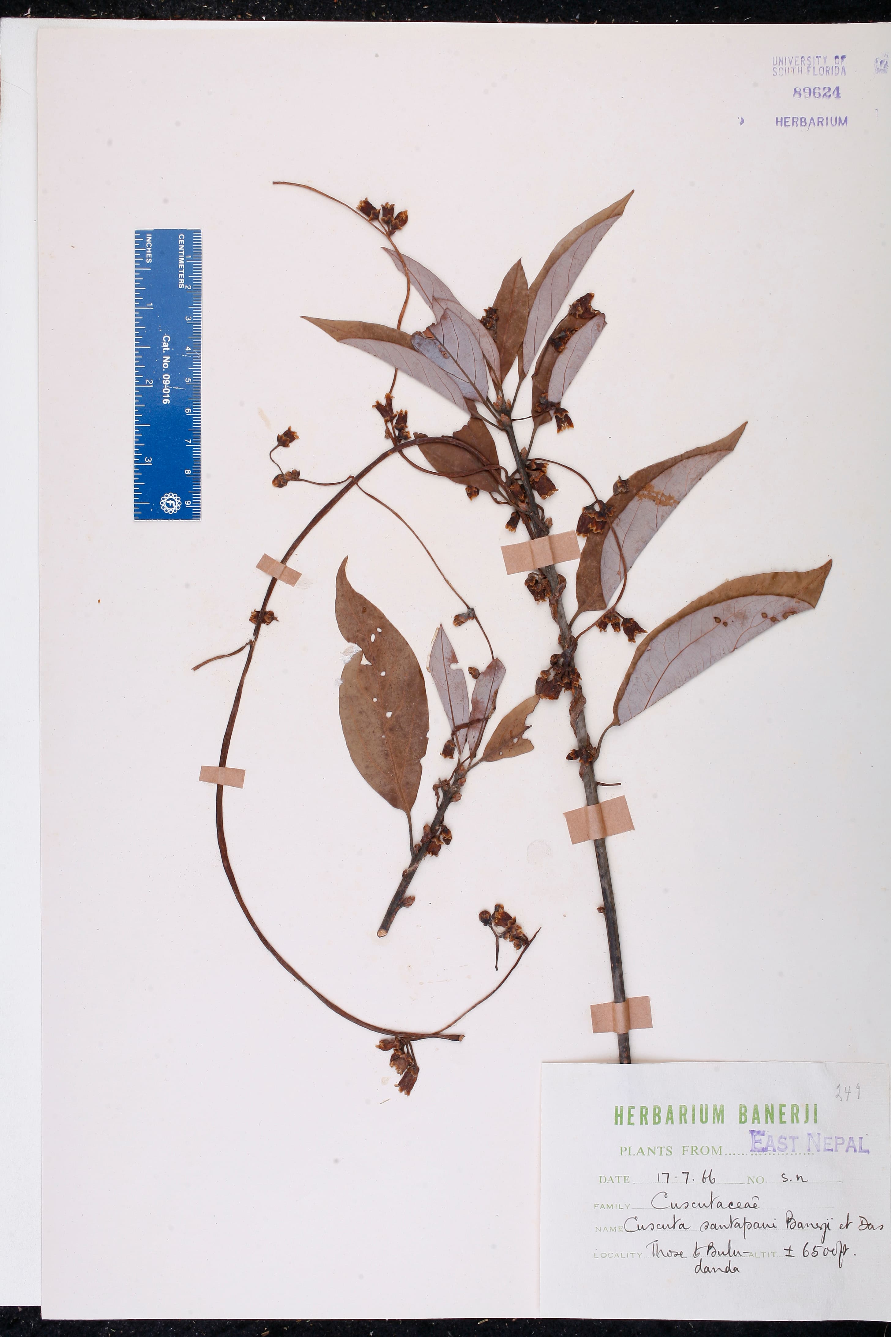 Cuscuta santapaui