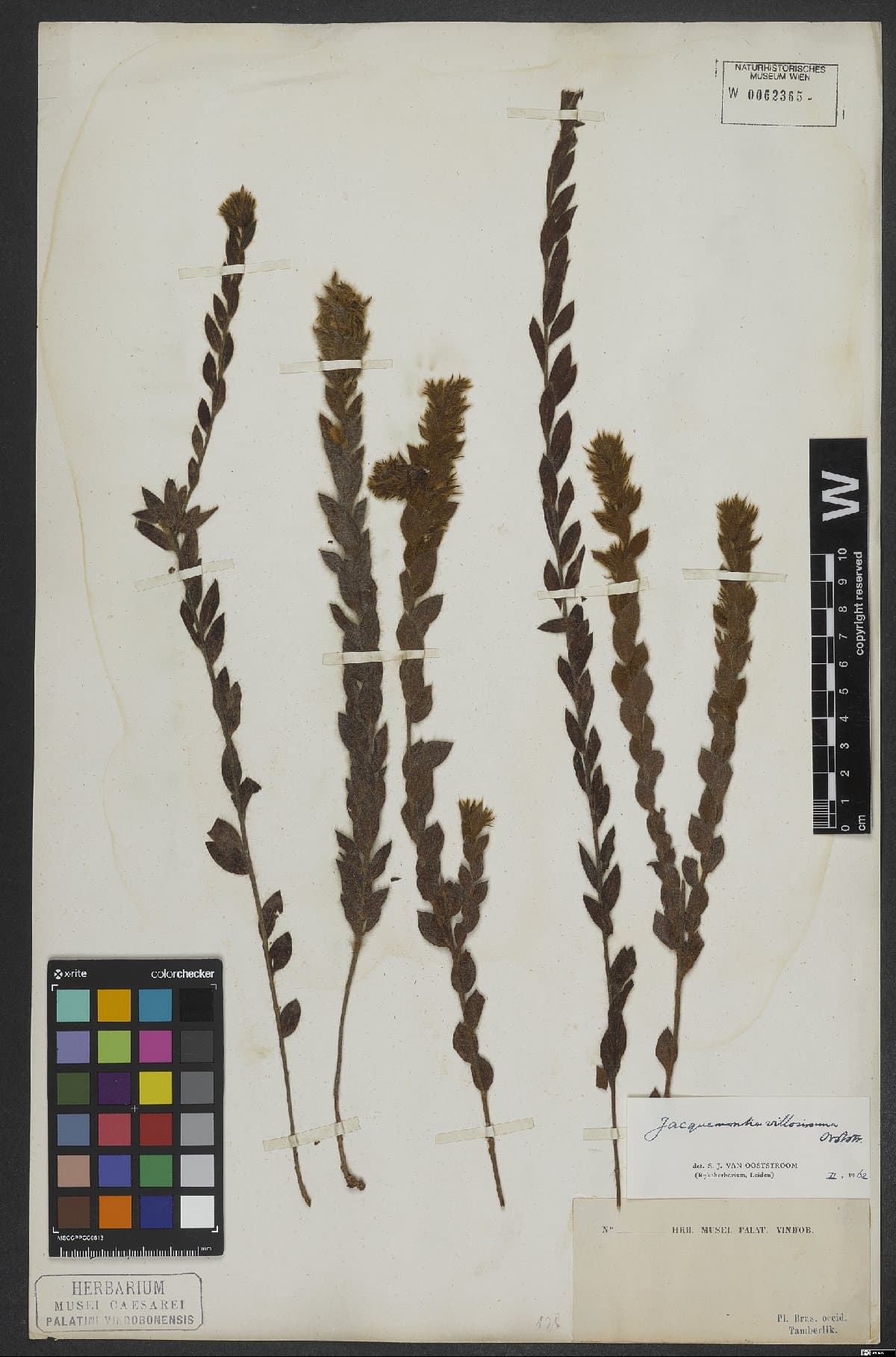 Jacquemontia villosissima