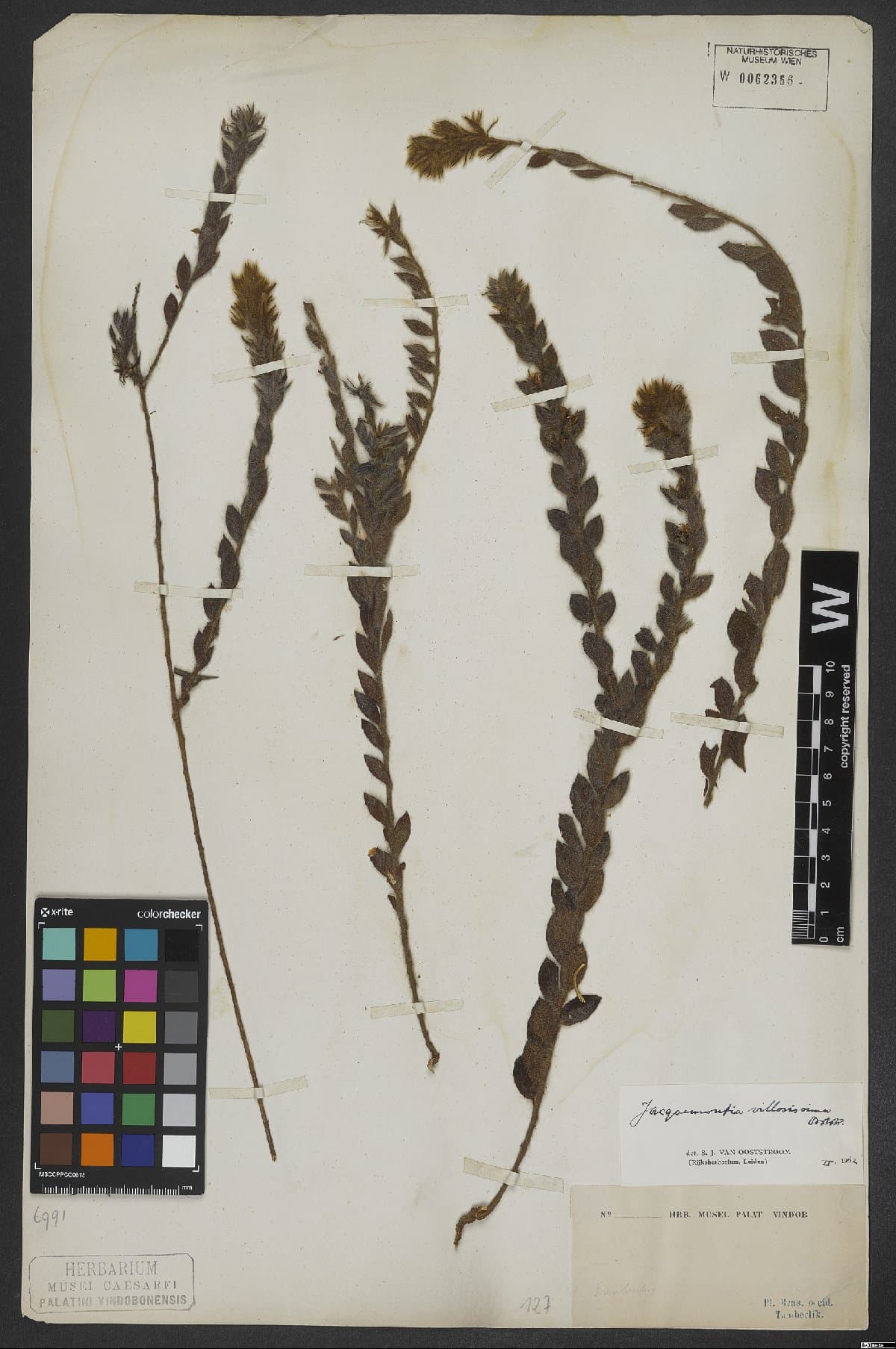 Jacquemontia villosissima