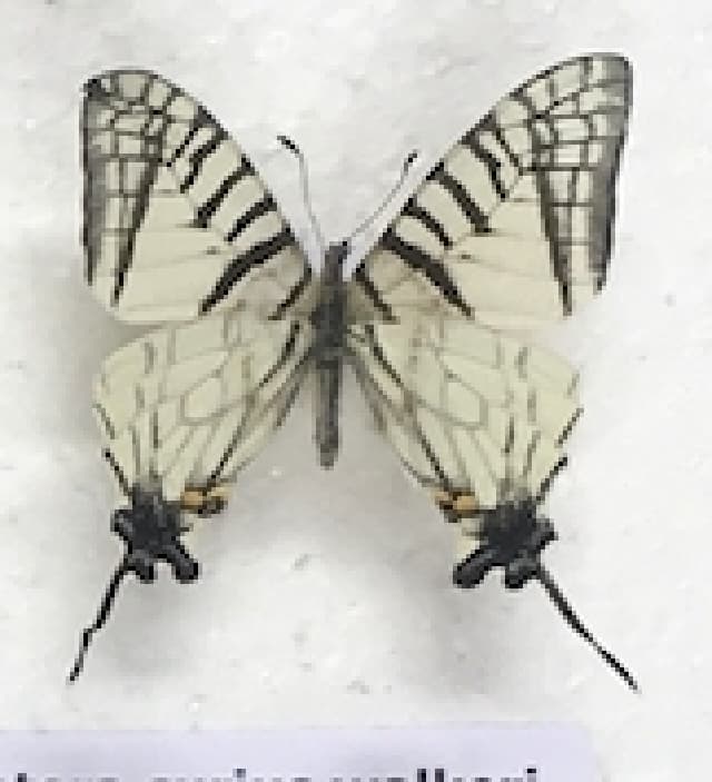 Graphium daiyuanae
