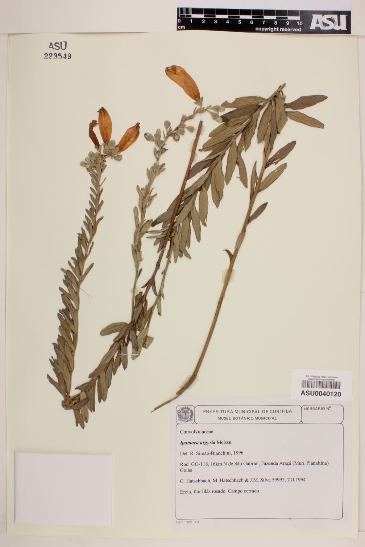 Ipomoea argyreia