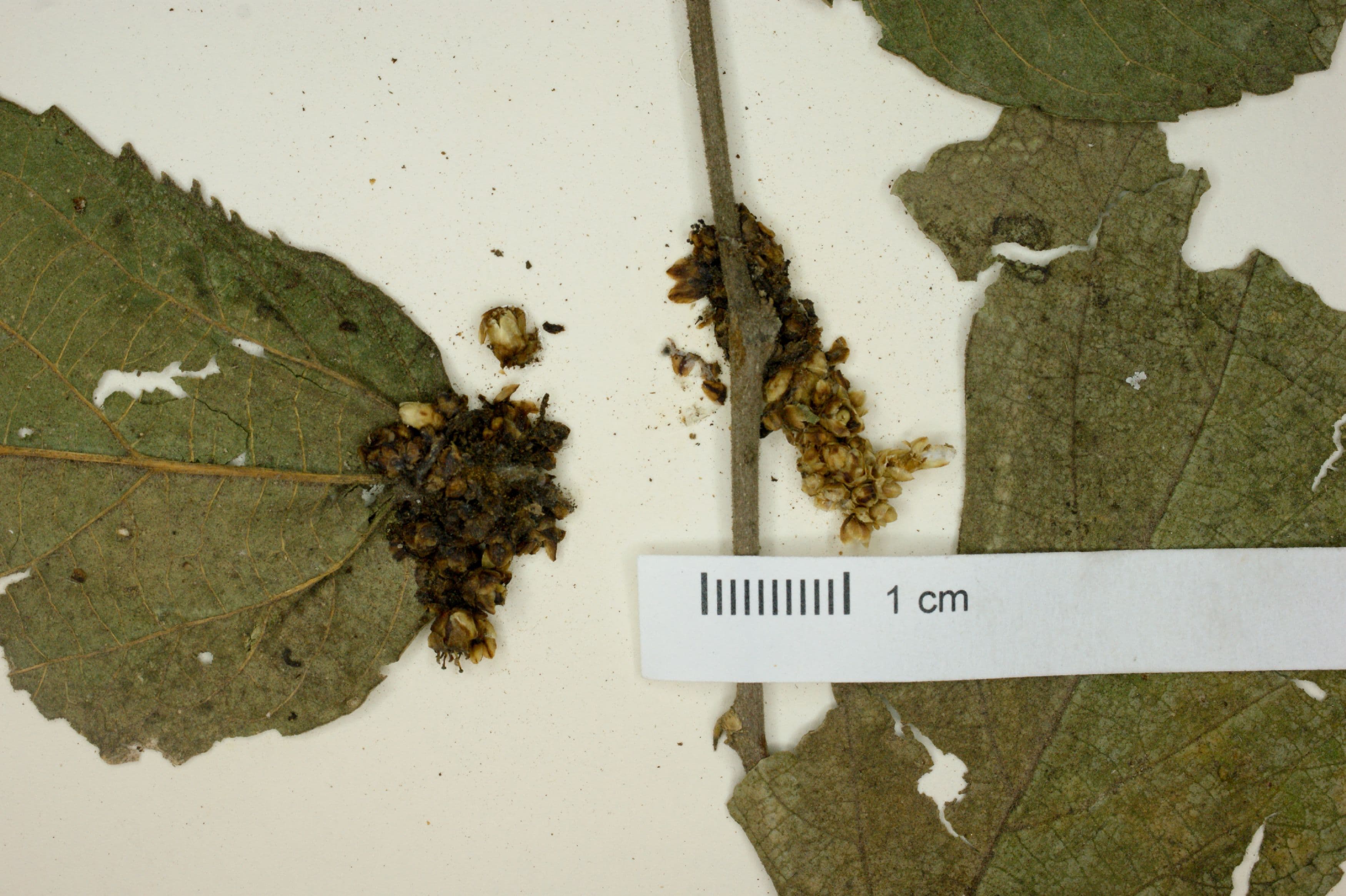 Cuscuta strobilacea