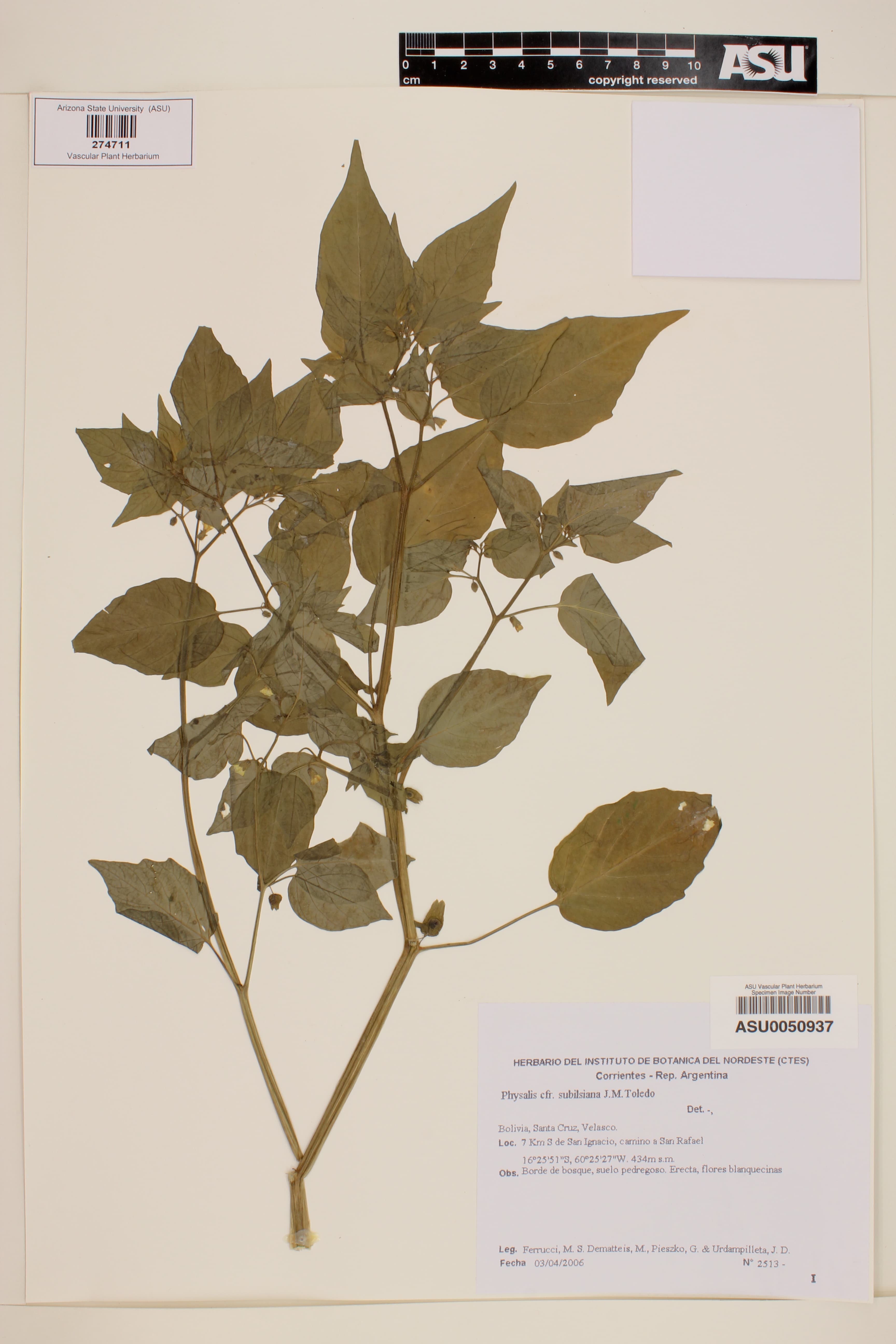Physalis subilsiana