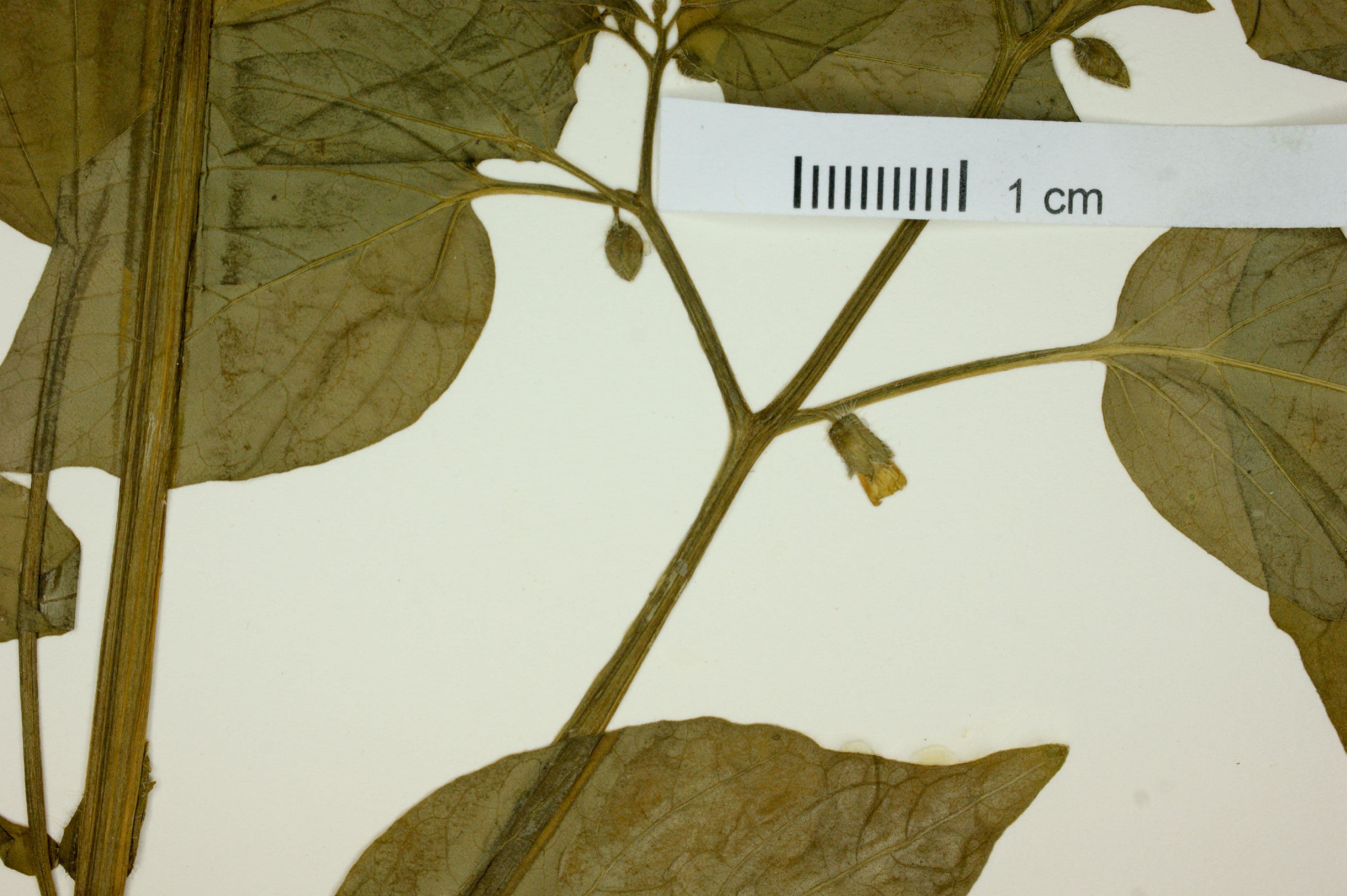 Physalis subilsiana
