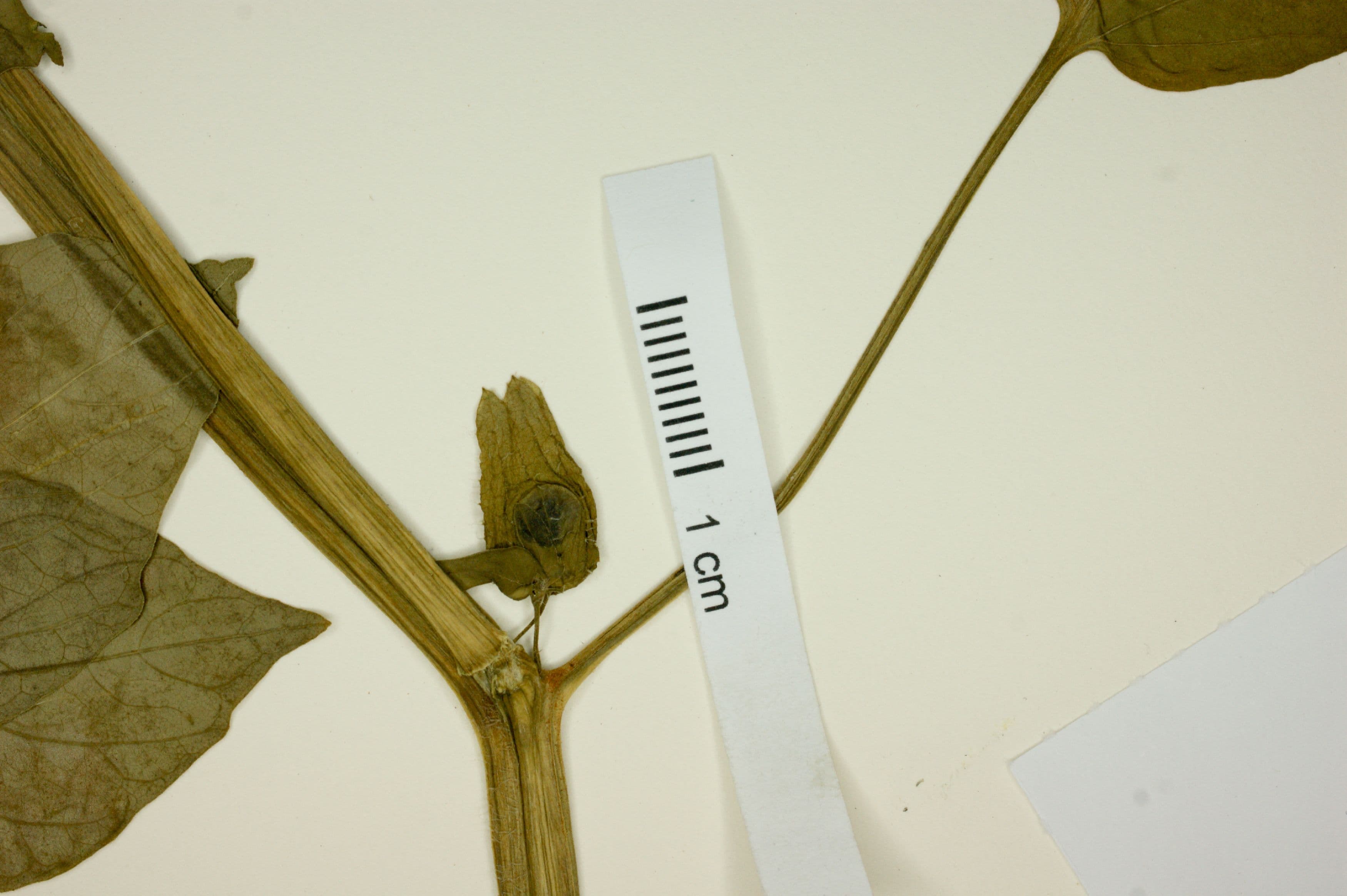 Physalis subilsiana