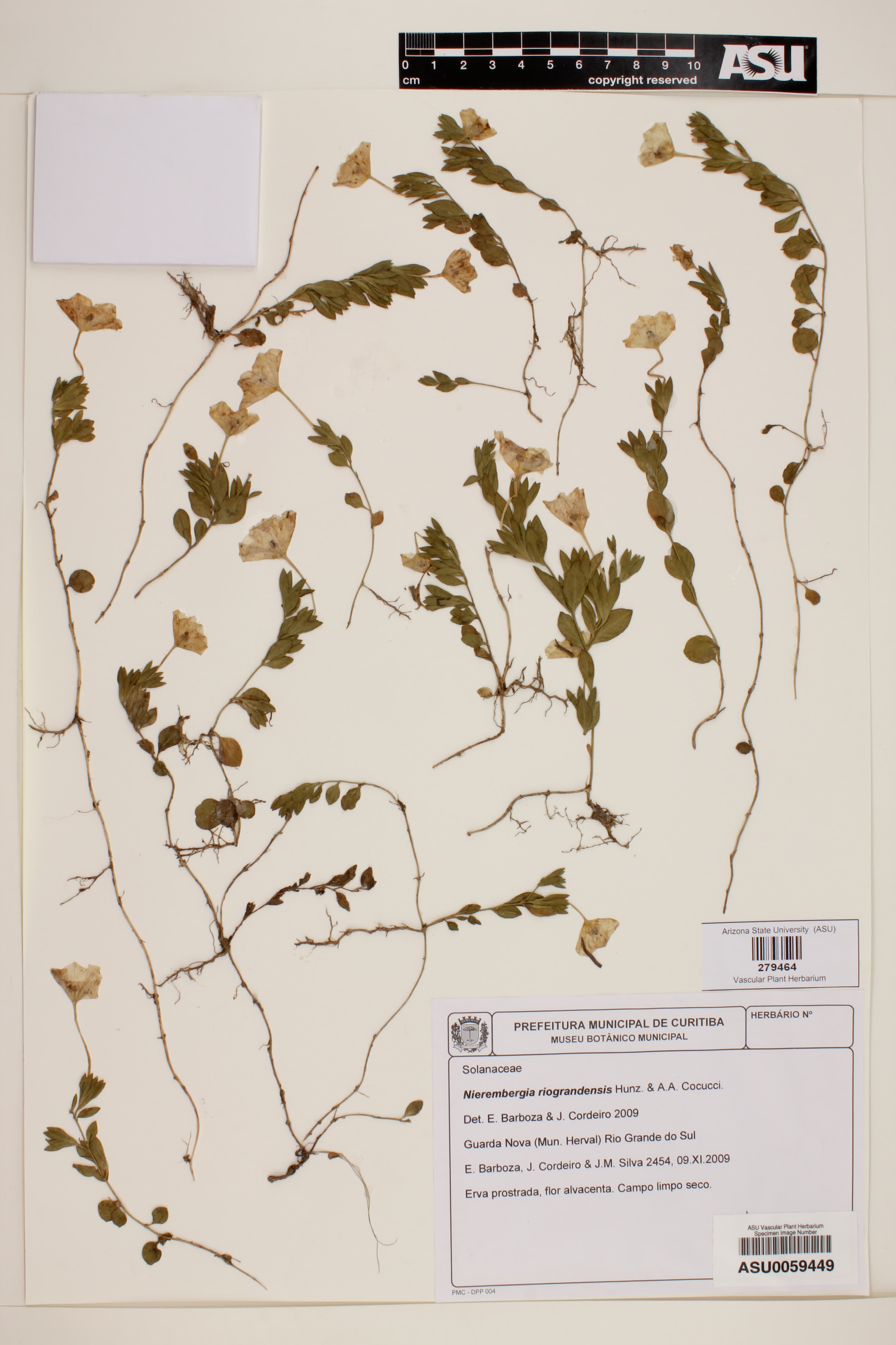 Nierembergia riograndensis