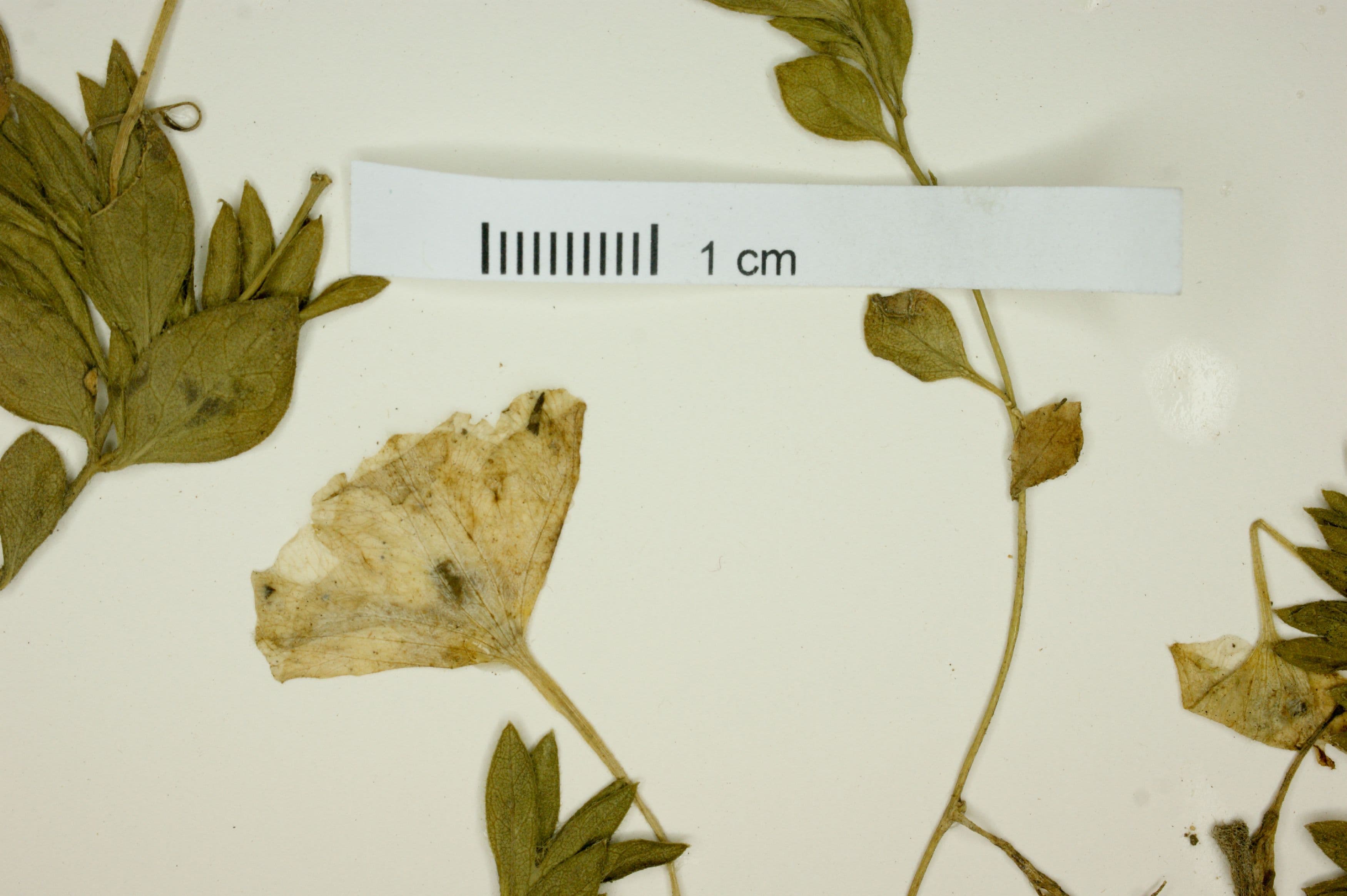 Nierembergia riograndensis