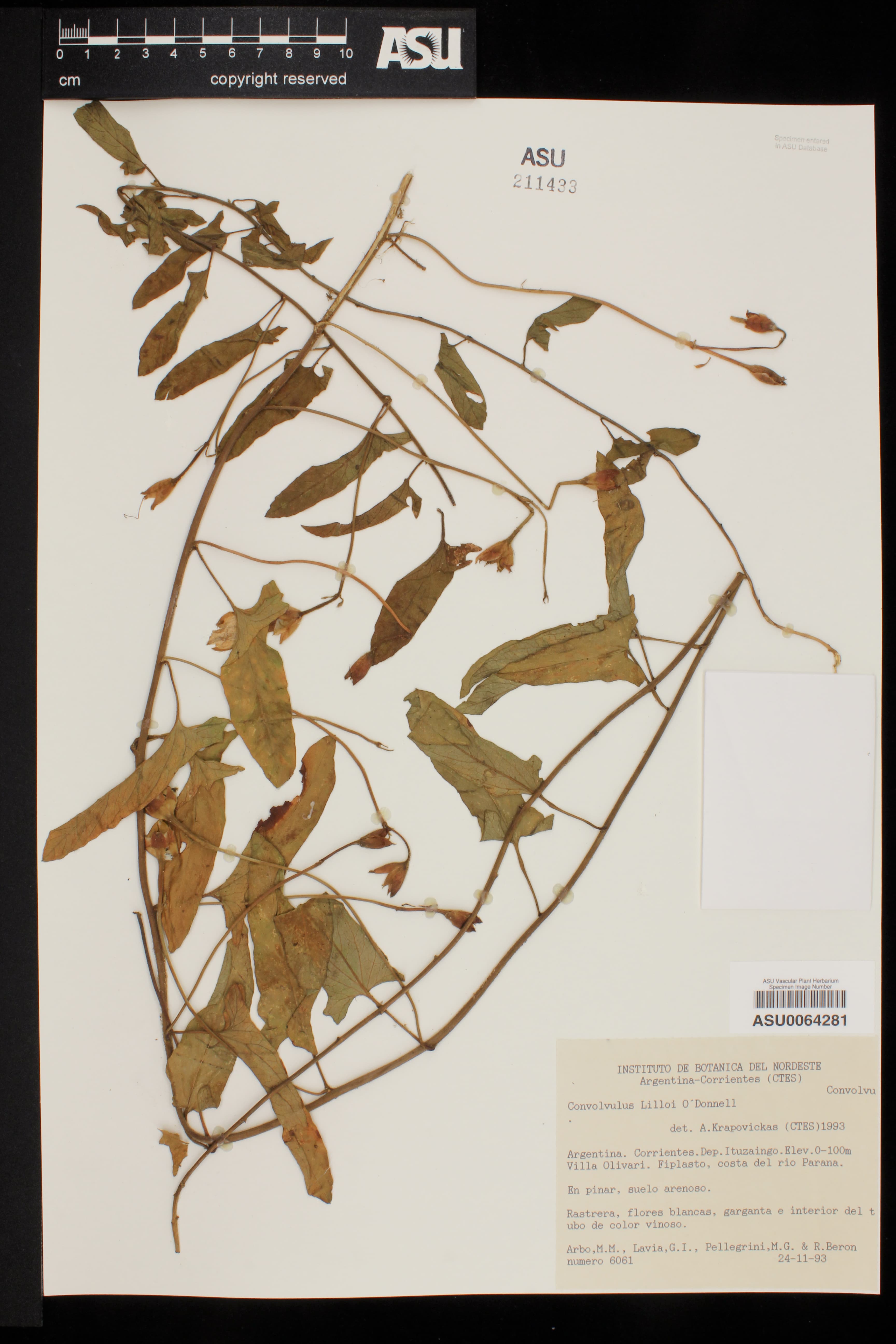 Convolvulus lilloi