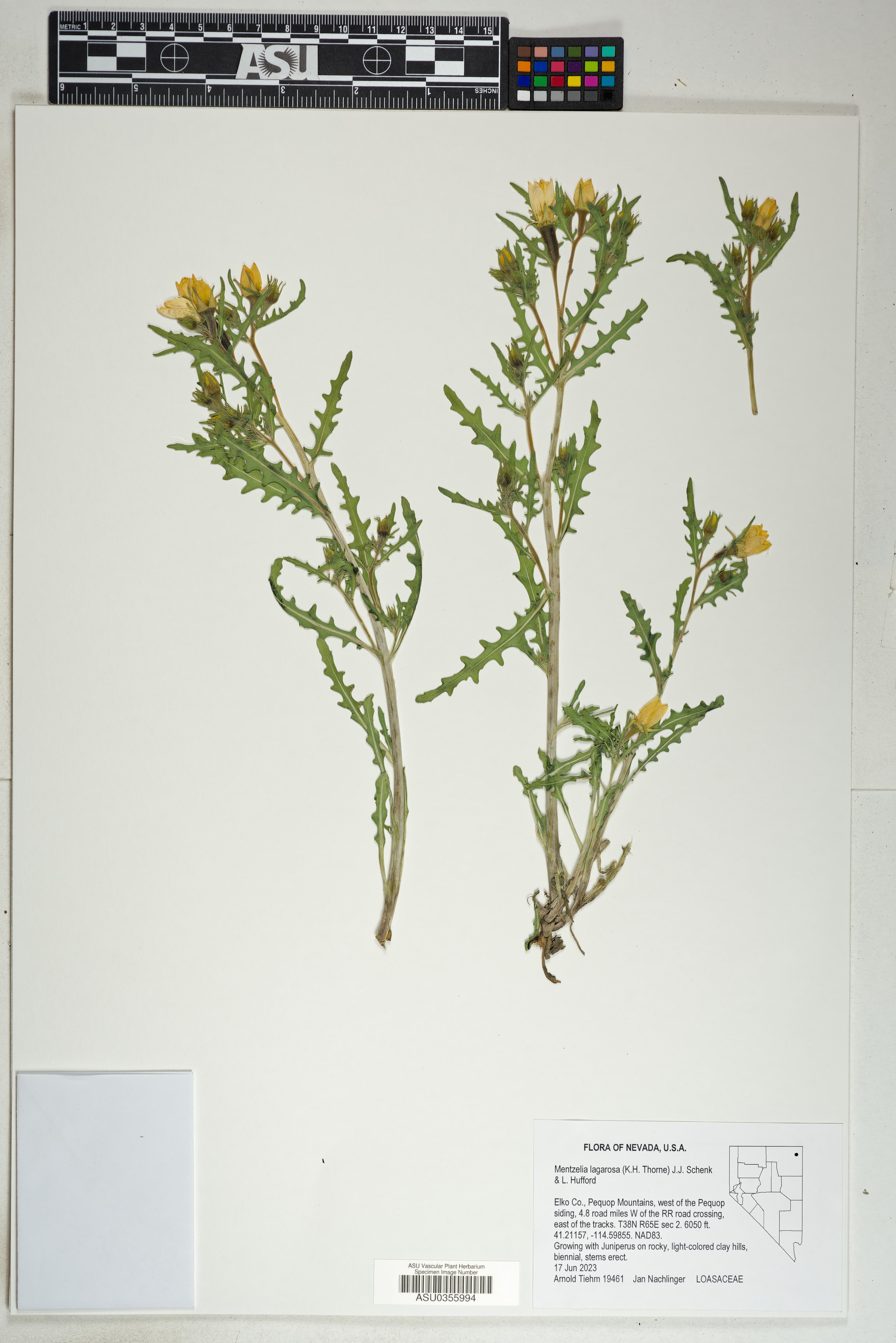 Slender-lobed Blazingstar