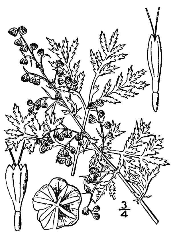 Sweet wormwood