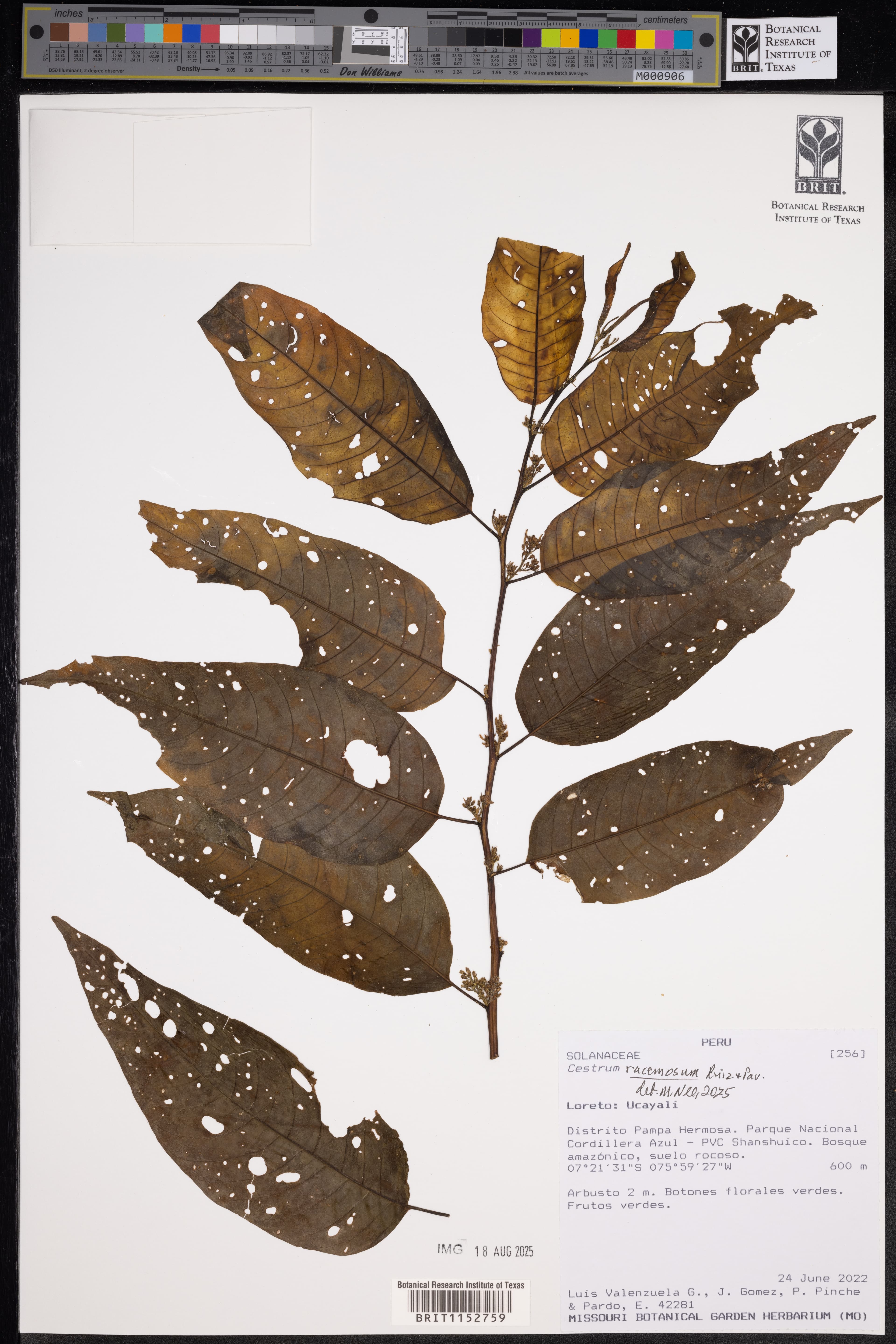 Linden cestrum
