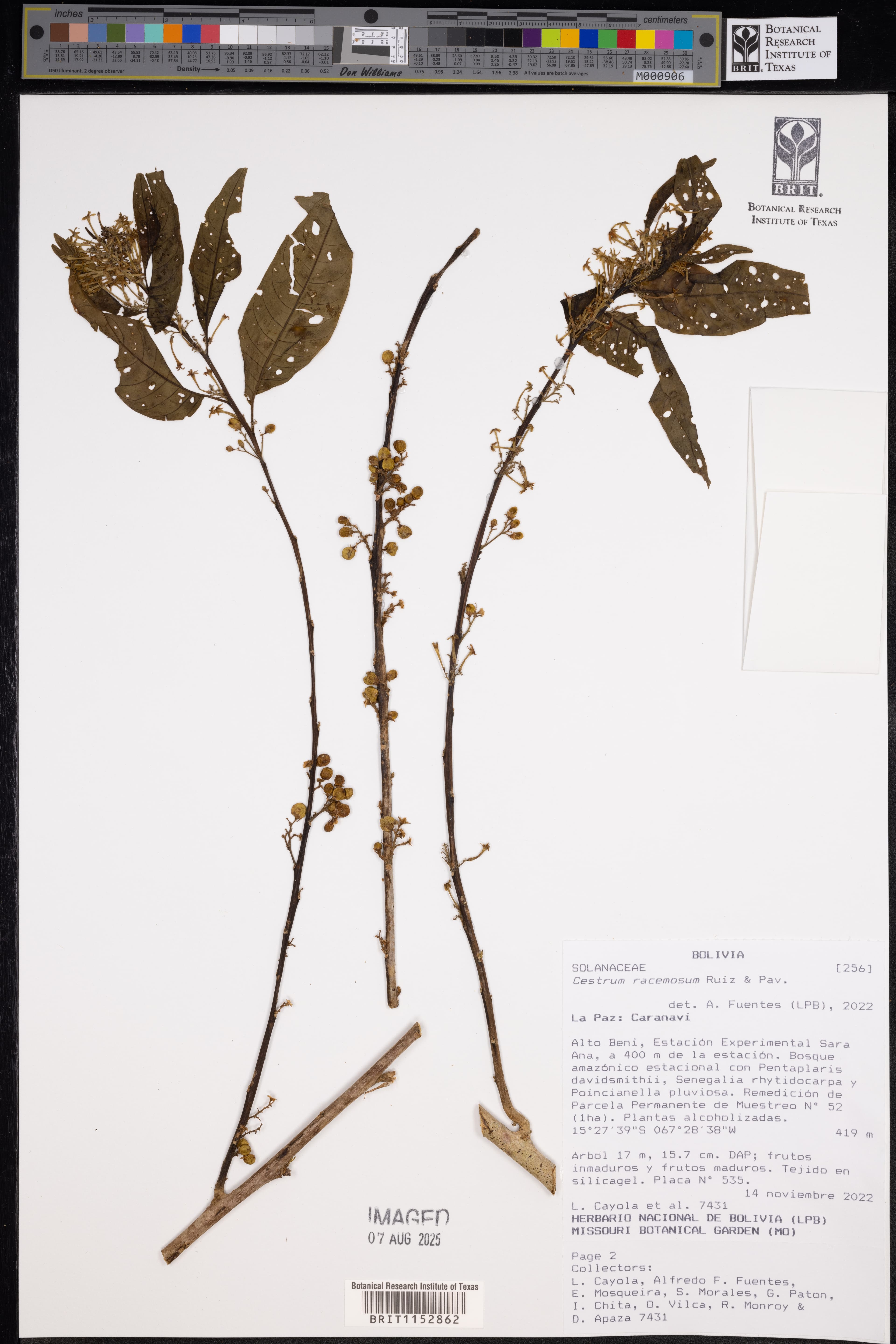 Linden cestrum