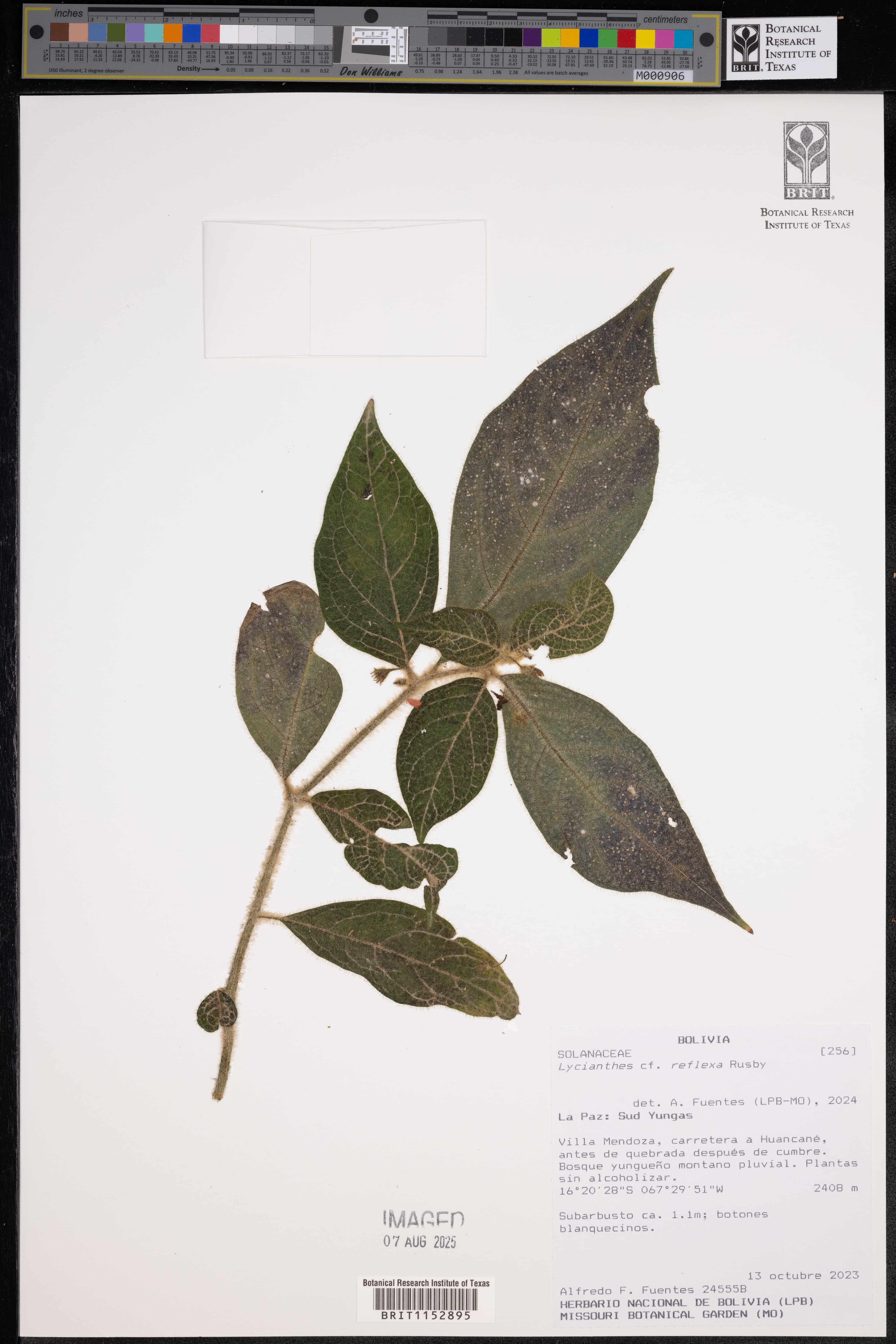 Lycianthes reflexa