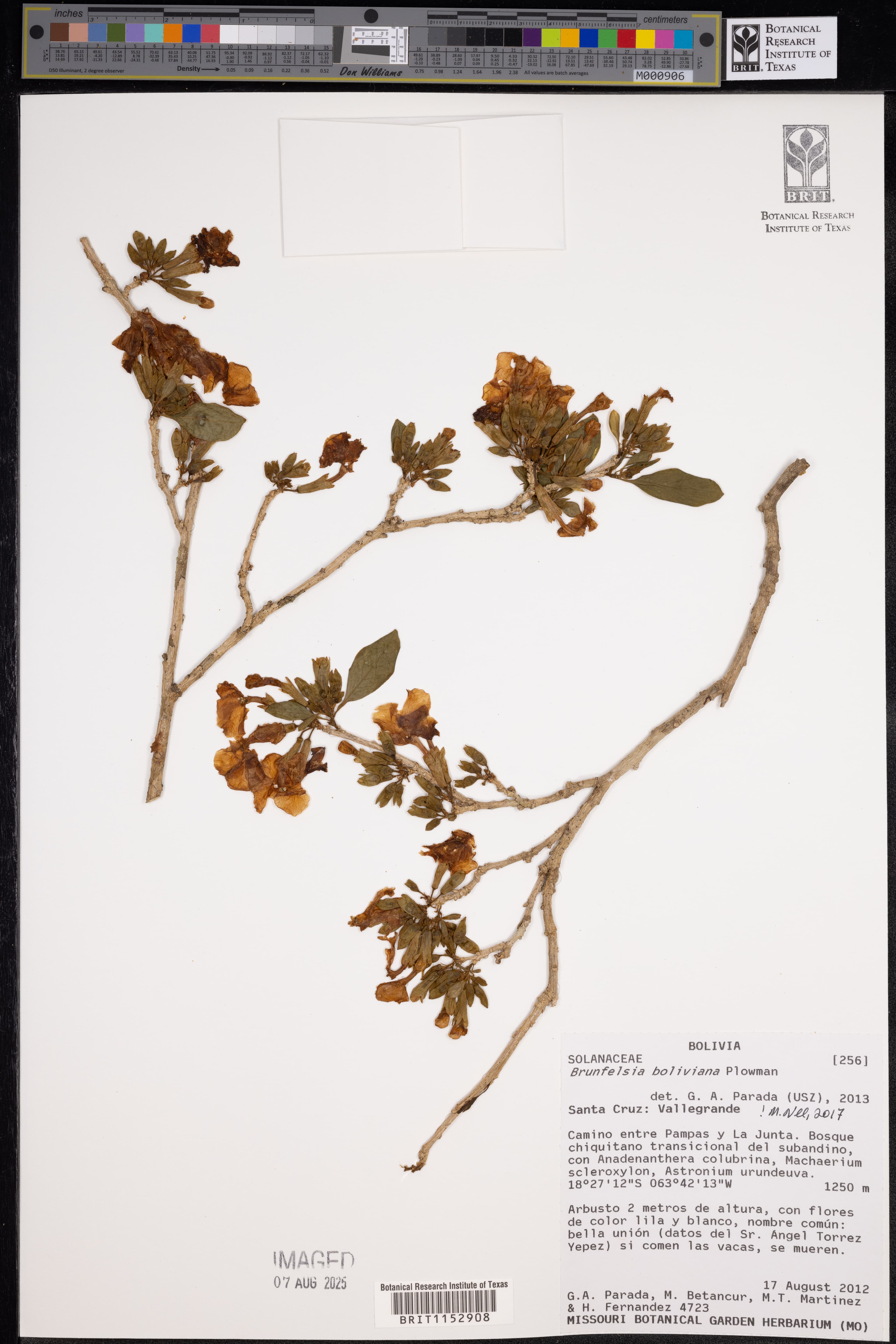 Brunfelsia boliviana