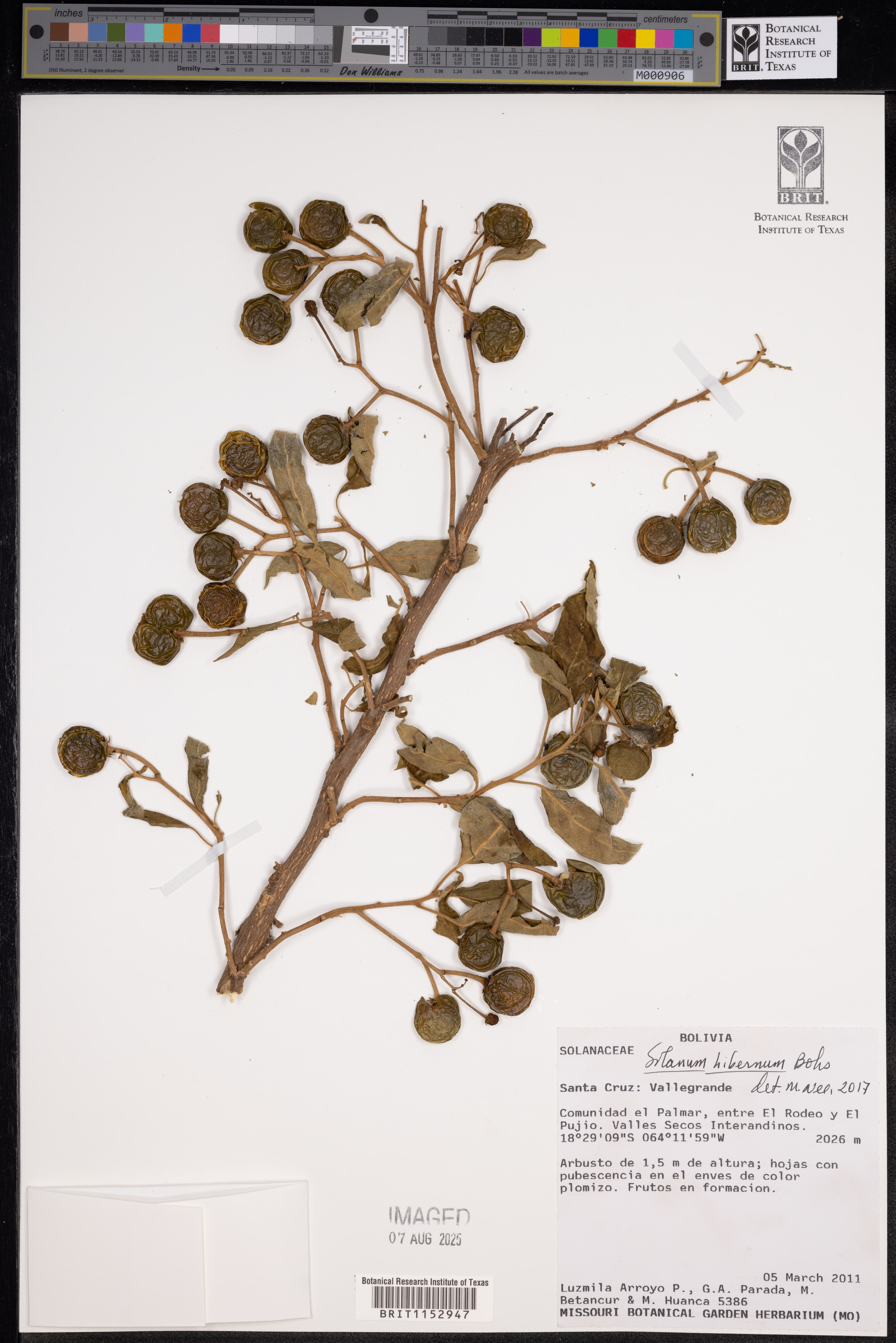 Solanum hibernum