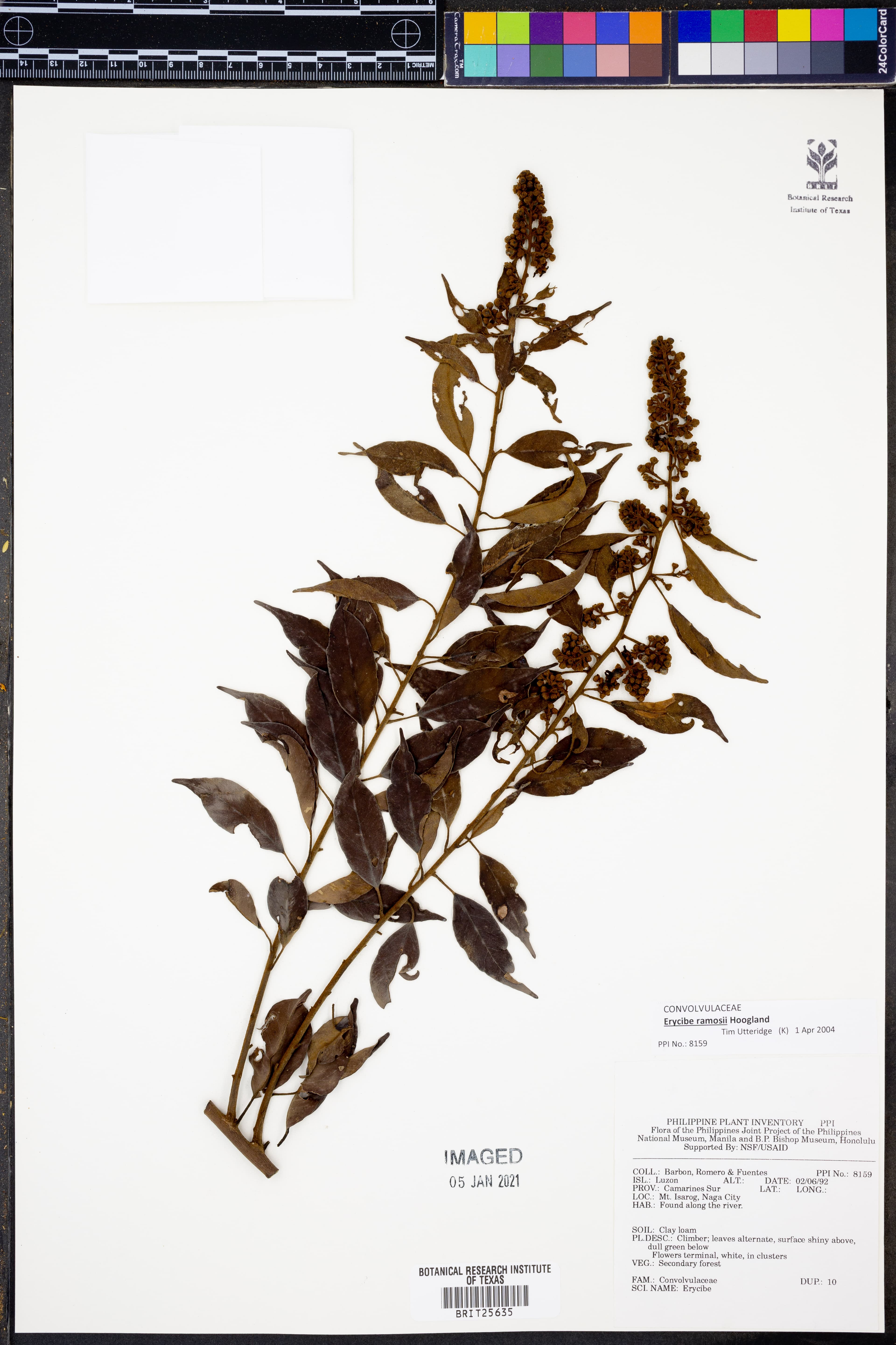 Erycibe ramosii